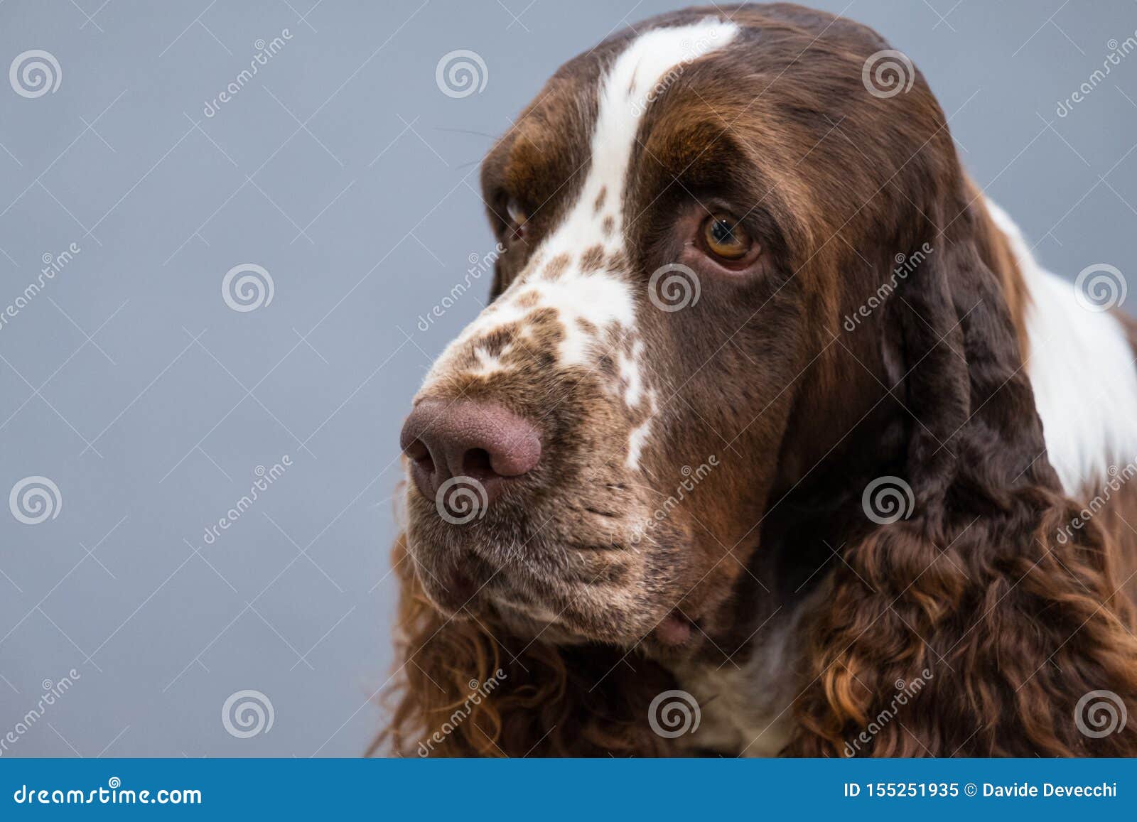 liver roan cocker spaniel puppies