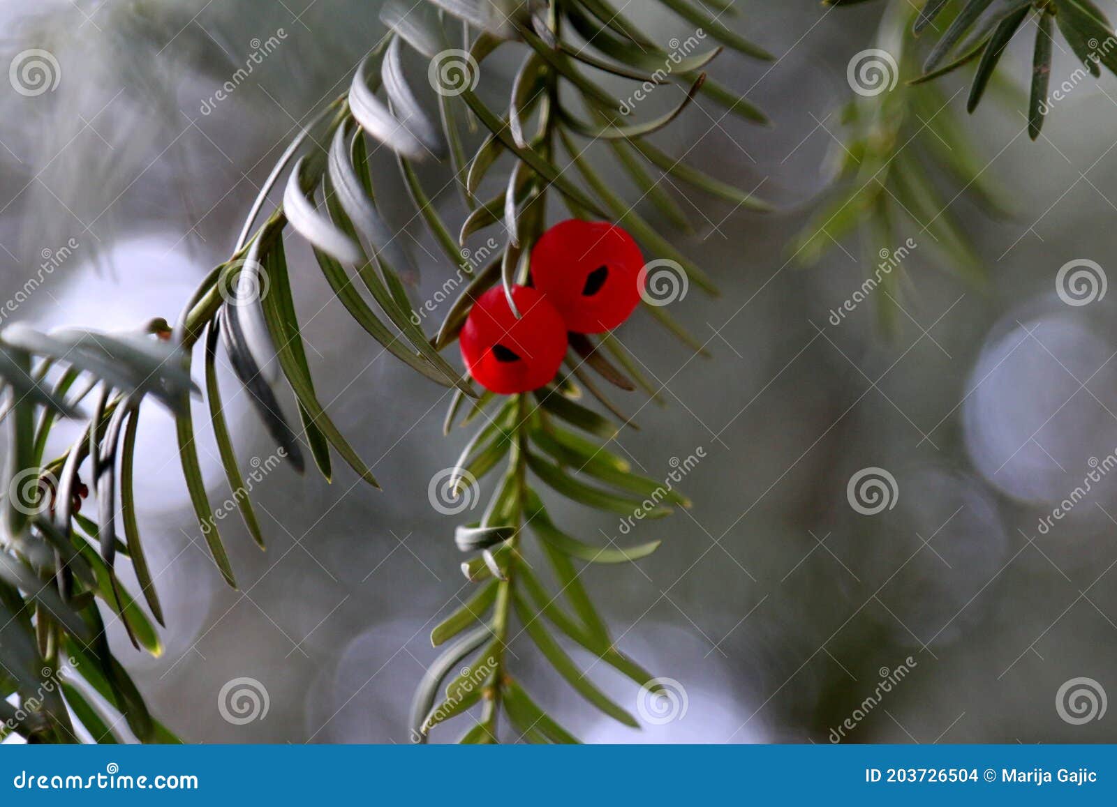 the intense red fruit of the european yew taxus baccata