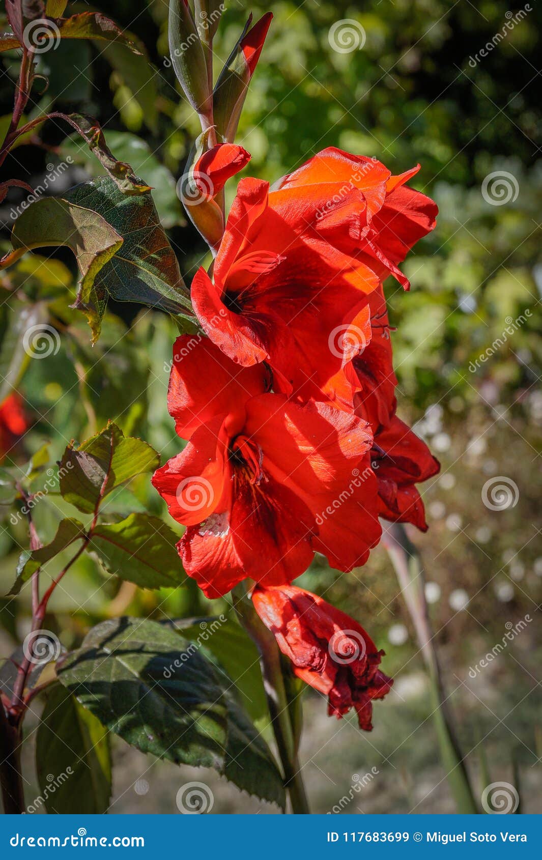 intense red gladioli in a garden