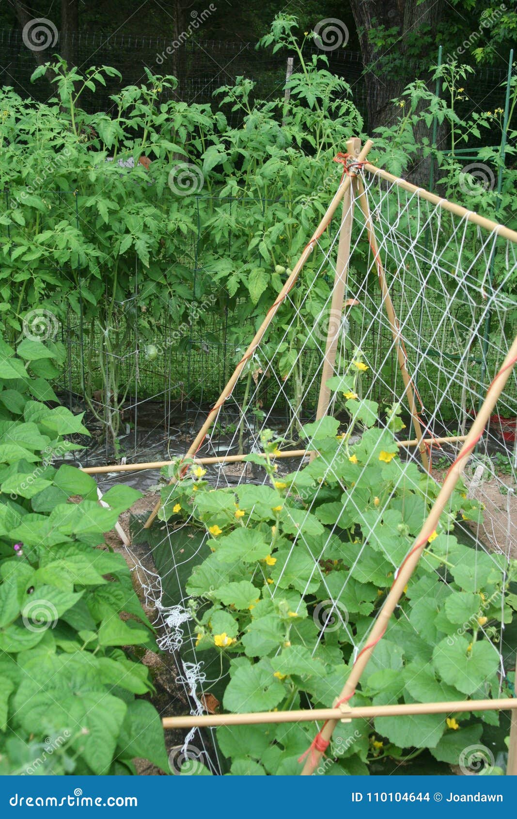 Signs Of Growth In Early Summer Vegetable Garden Stock Photo