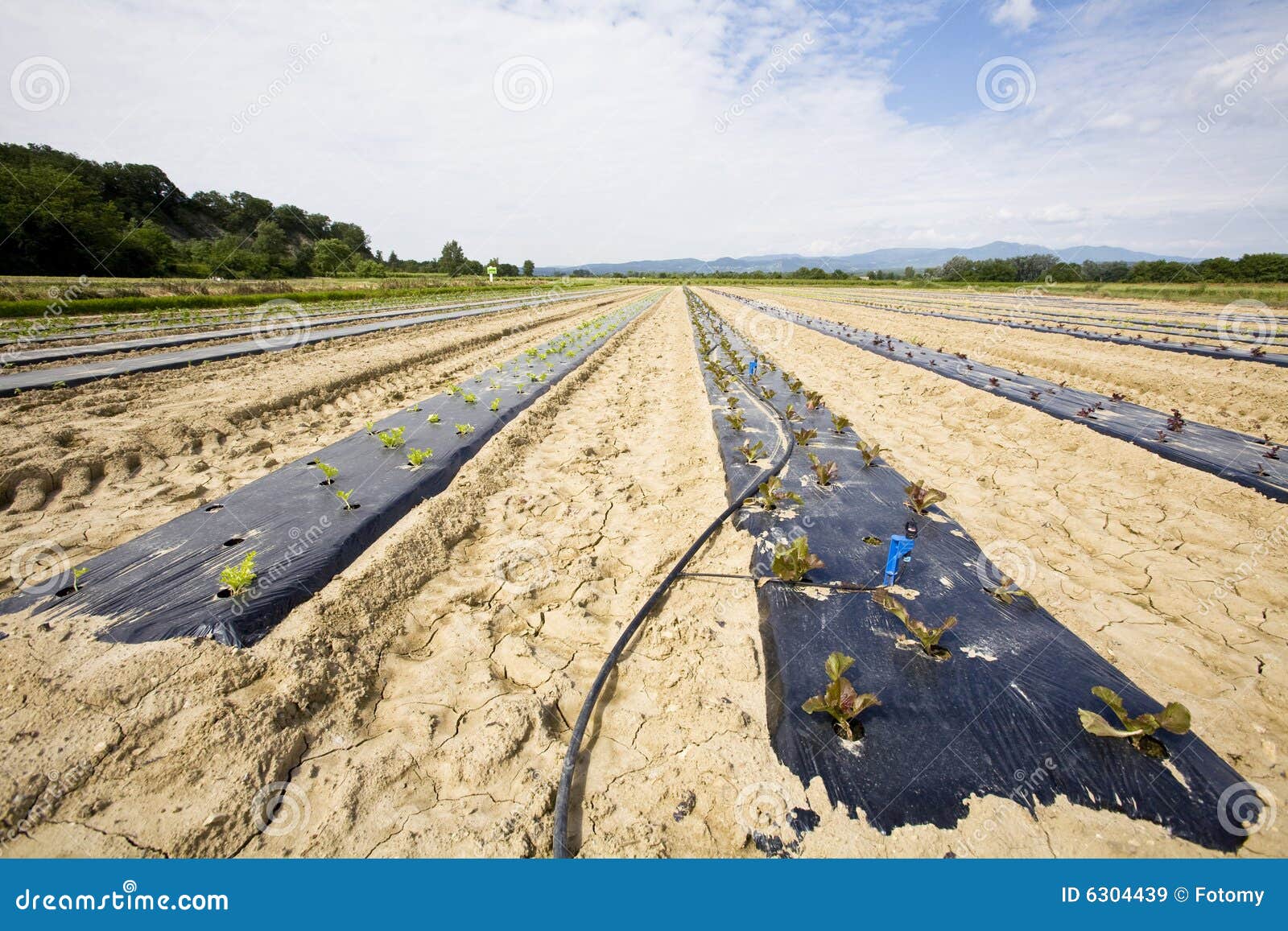 Intensive Vegtable Farming with Water Irigation Stock Image Image of