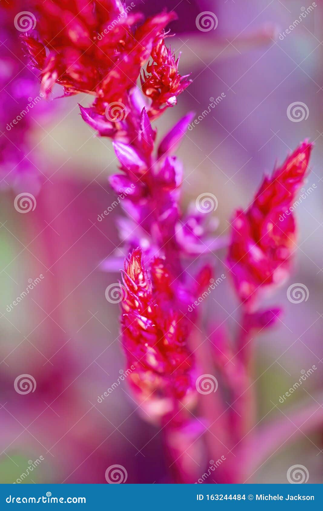 8 142 Breath Plant Photos Free Royalty Free Stock Photos From Dreamstime