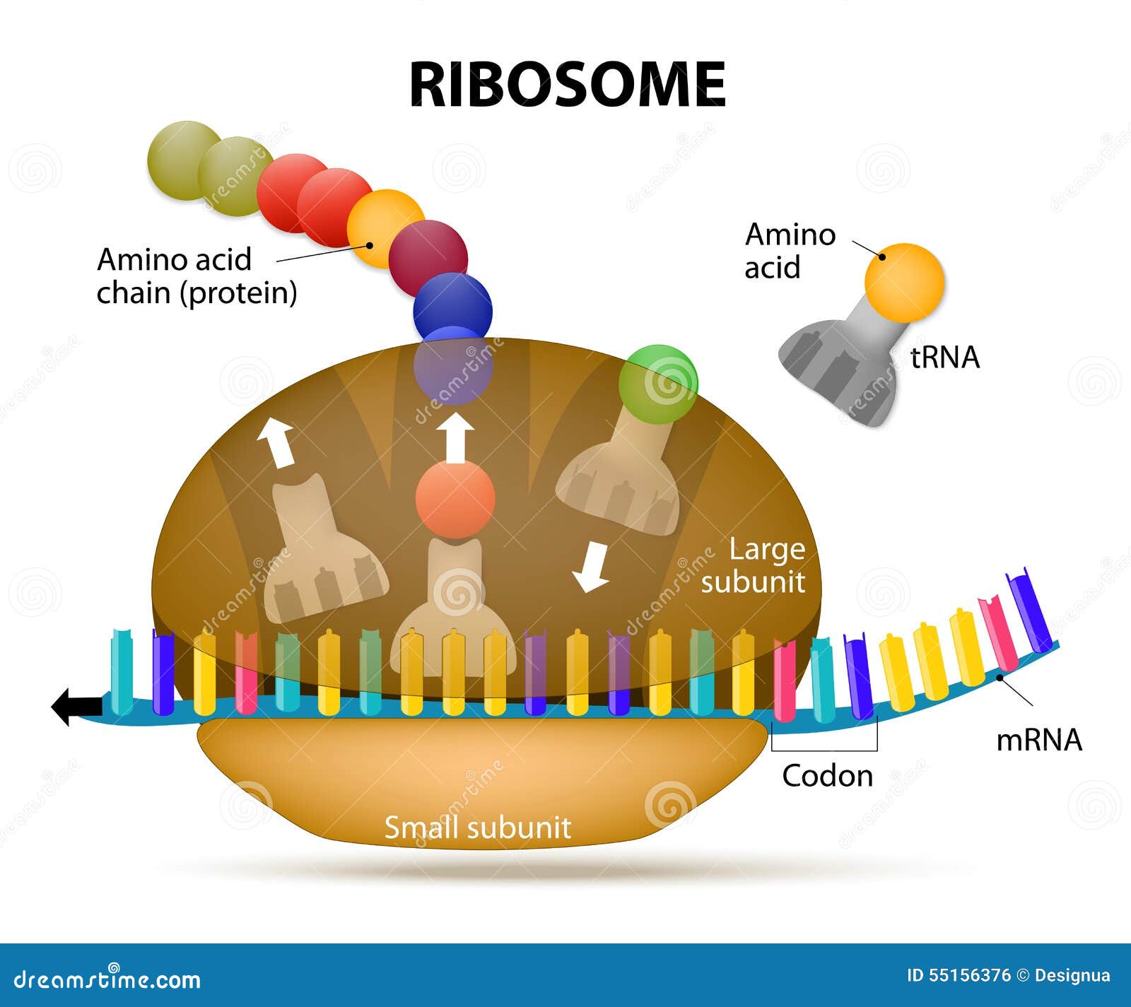 interaction of a ribosome with mrna. ribosomes work to make a pr