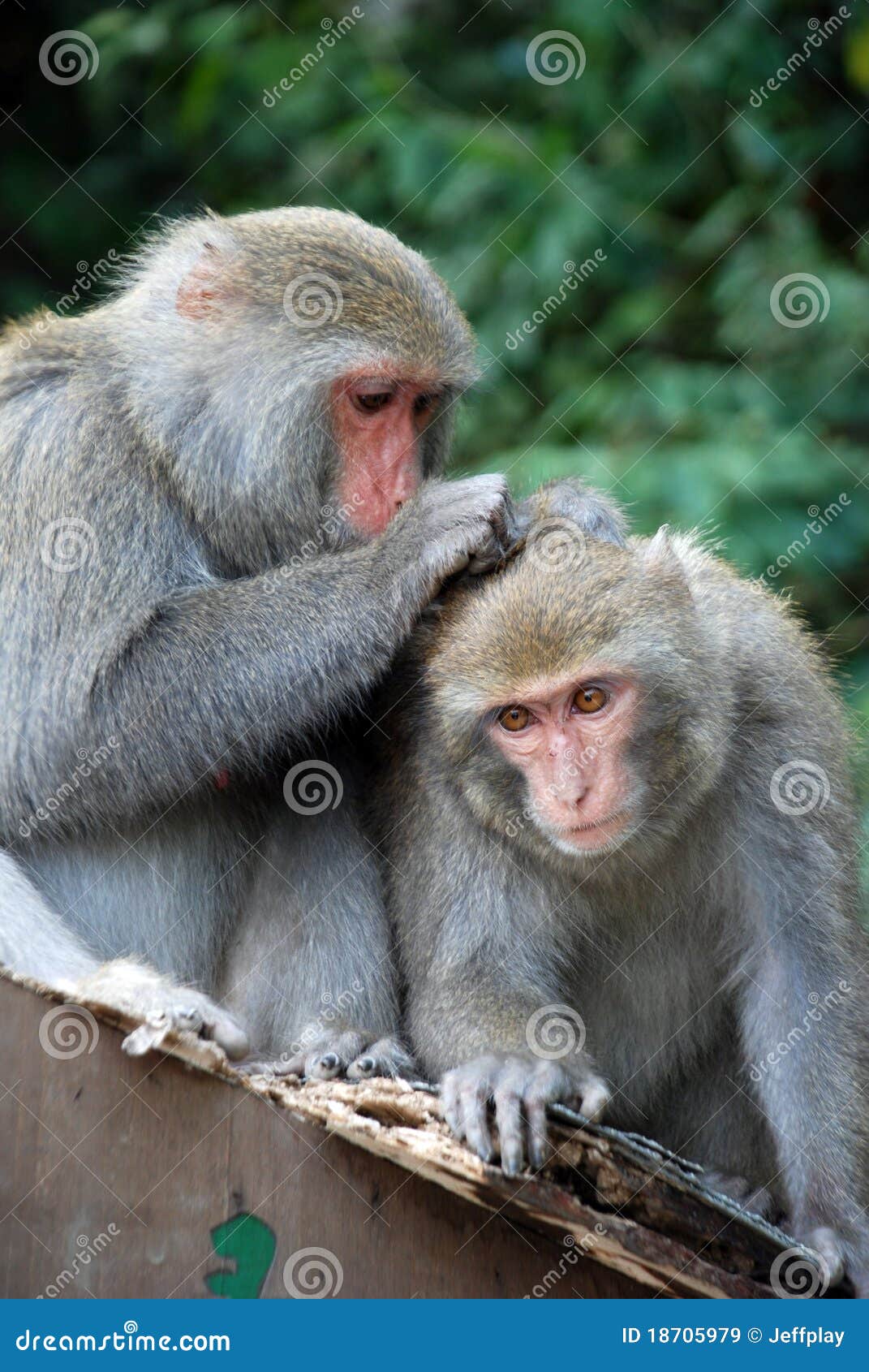interaction of two monkeys grooming