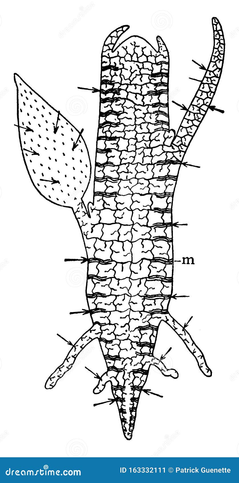 intercellular spaces of a plant vintage 