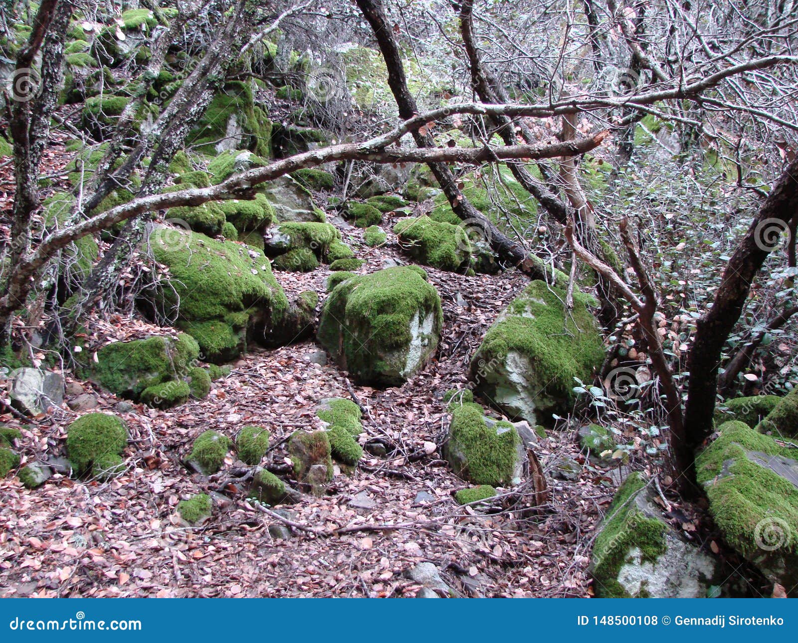 Troodos Mountains Cyprus Forest Landscapes And The Beauty Of Mountain