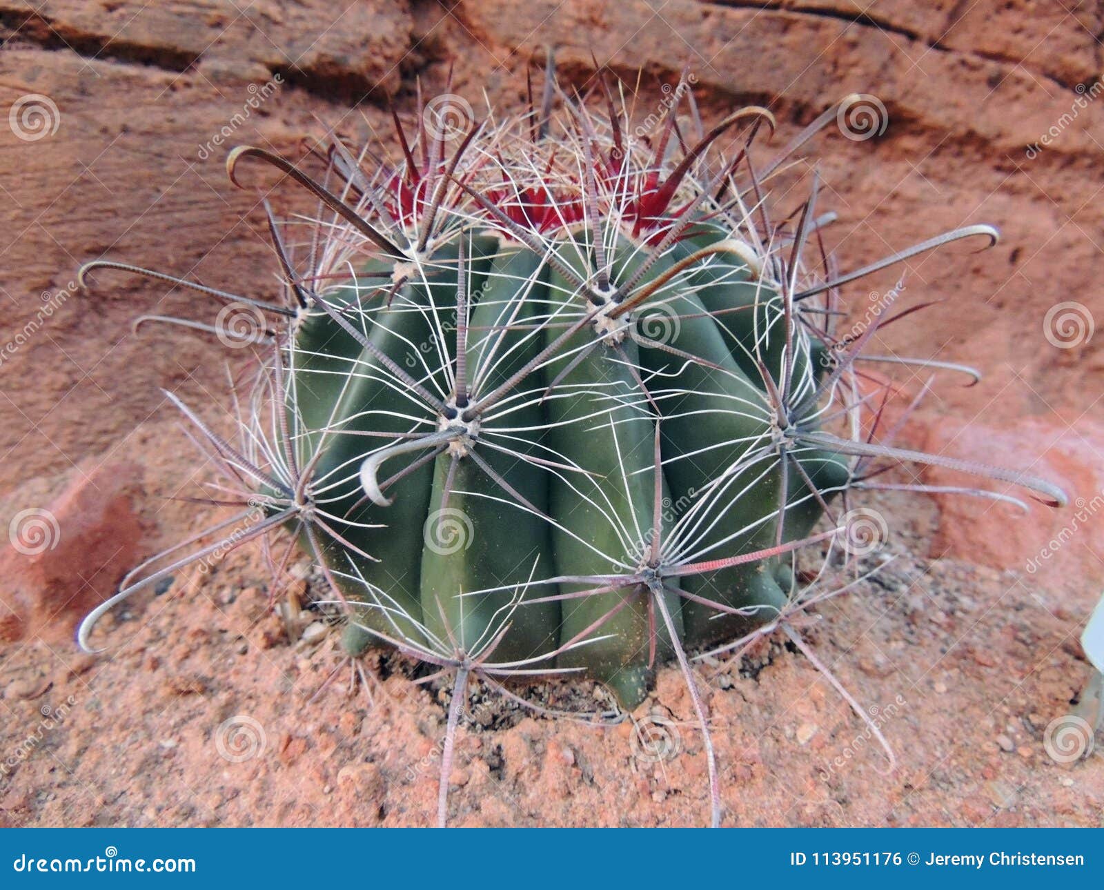 Close Up Macro View of Fishhook Barrel Ferocactus Wislizeni Cactus Plant,  Near St George Utah in South Western Desert USA Stock Photo - Image of  detail, grusonii: 113951176