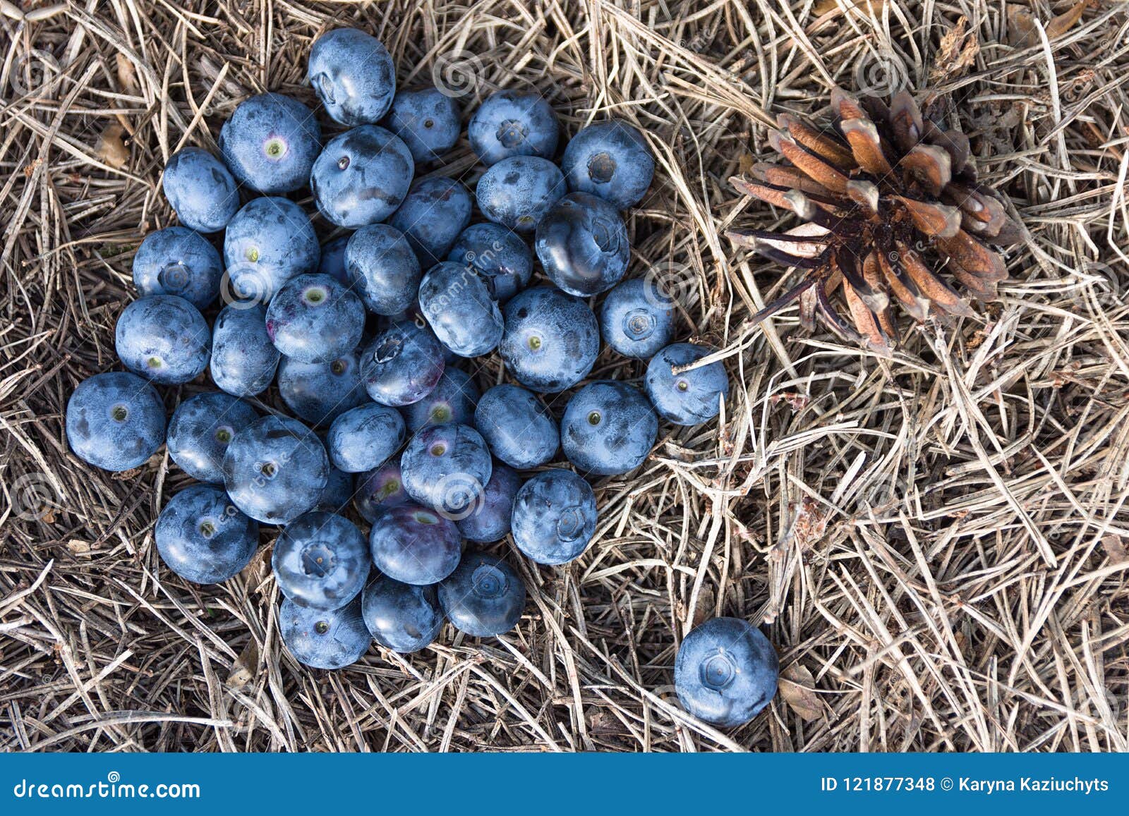Blueberries on Pine Needles in Tre Forest Stock Photo Image of large