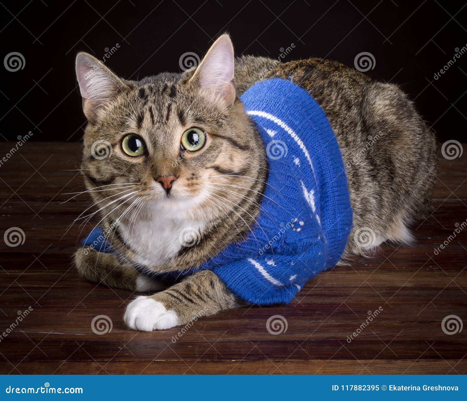 Cat in a blue jacket stock image. Image of guinea, calendar - 117882395
