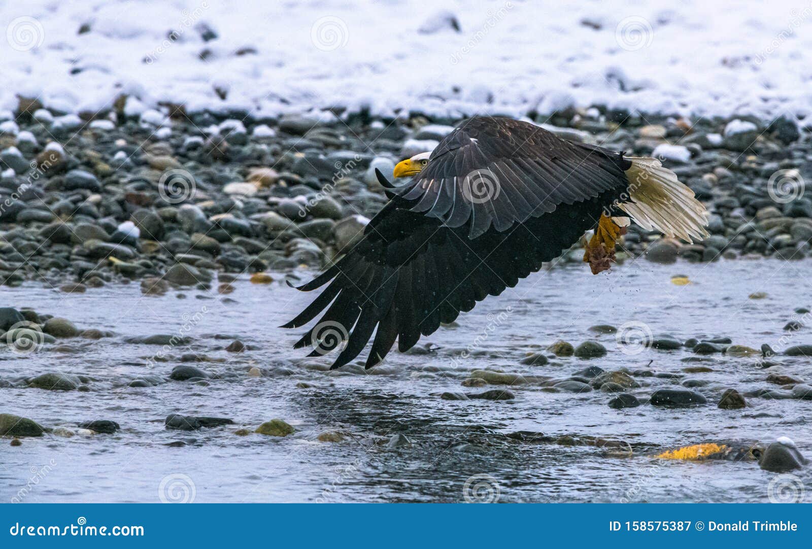 scraps in the chilkat river doing the big turn