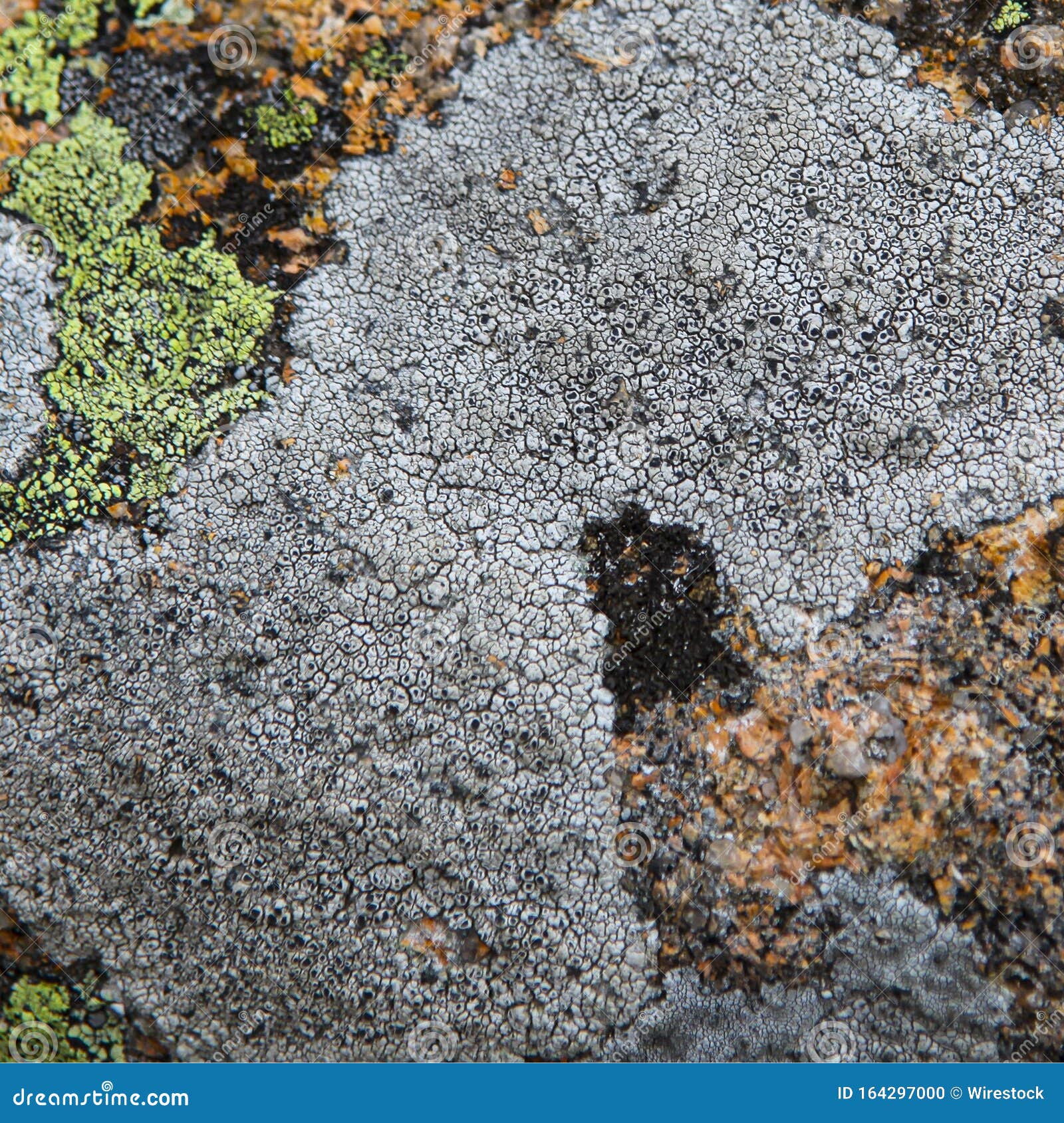 interesting shot of a mixture of stone and moss textures creating a beautiful  visual image