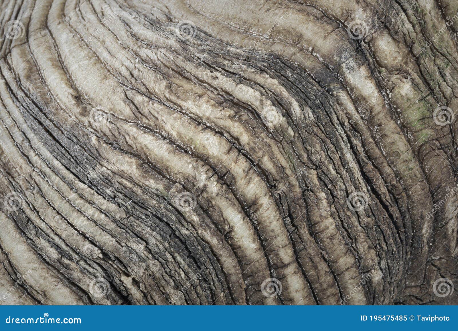 hígado Ernest Shackleton Tina Interesting Texture on Big Ram Horn Stock Image - Image of sheep,  livestock: 195475485