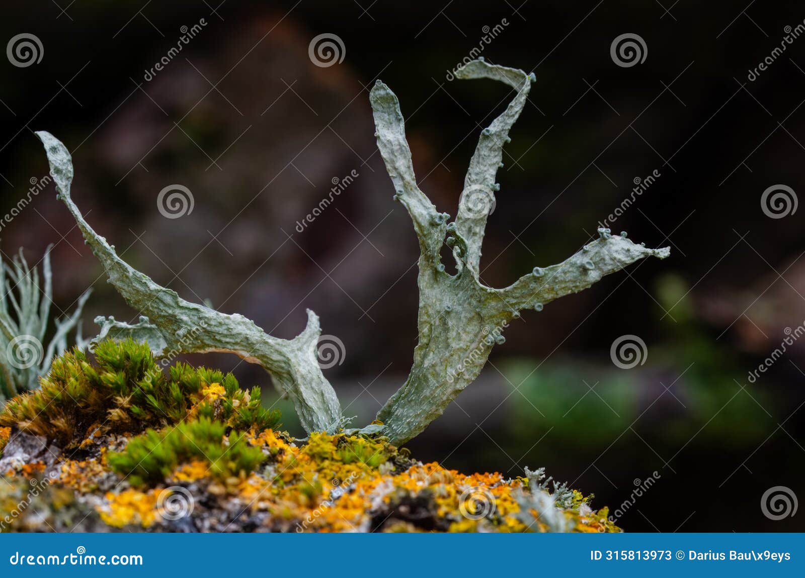 an interestingly d cartilage lichen