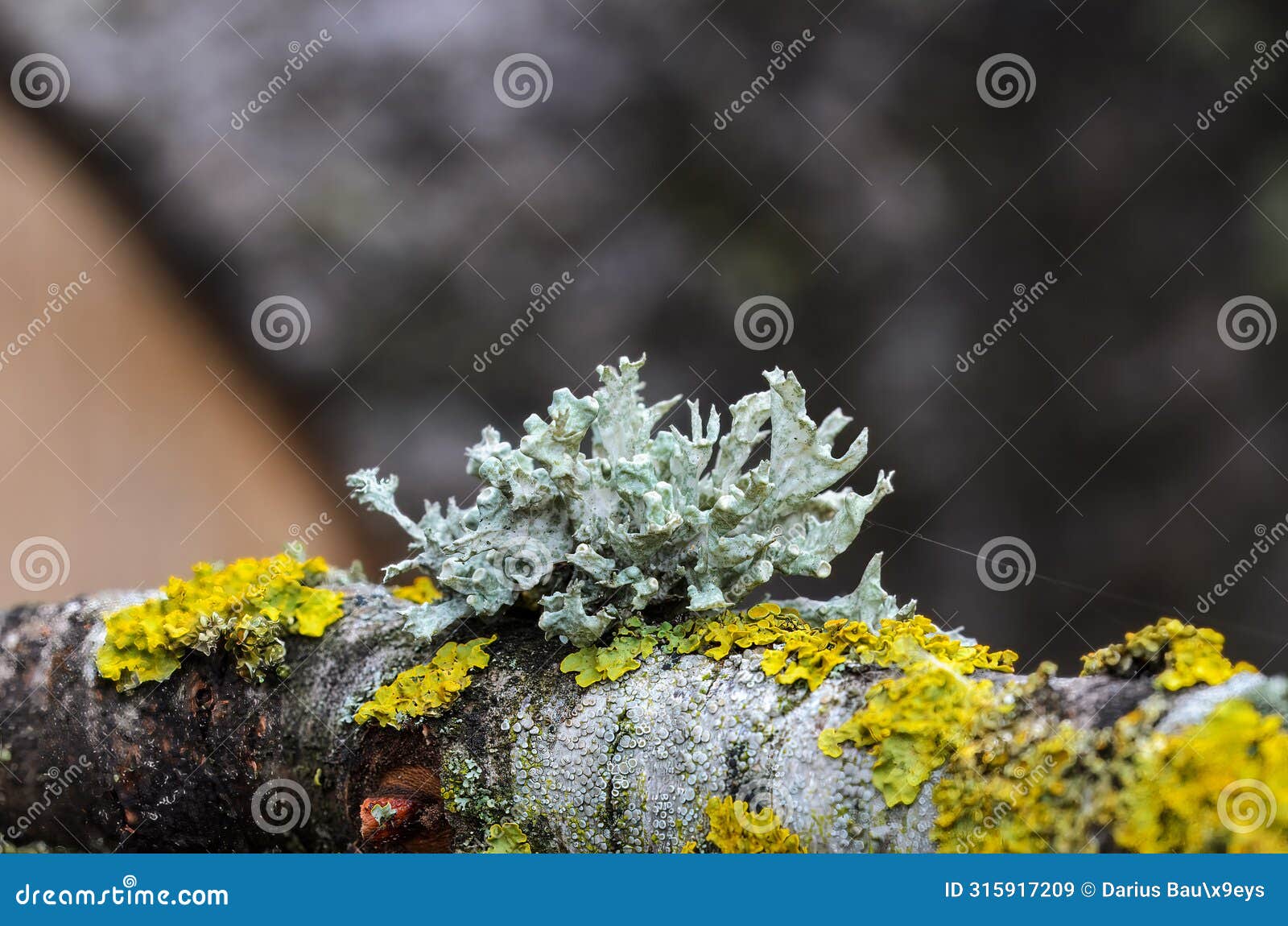 an interestingly d ramalina grows on a dried cherry branch