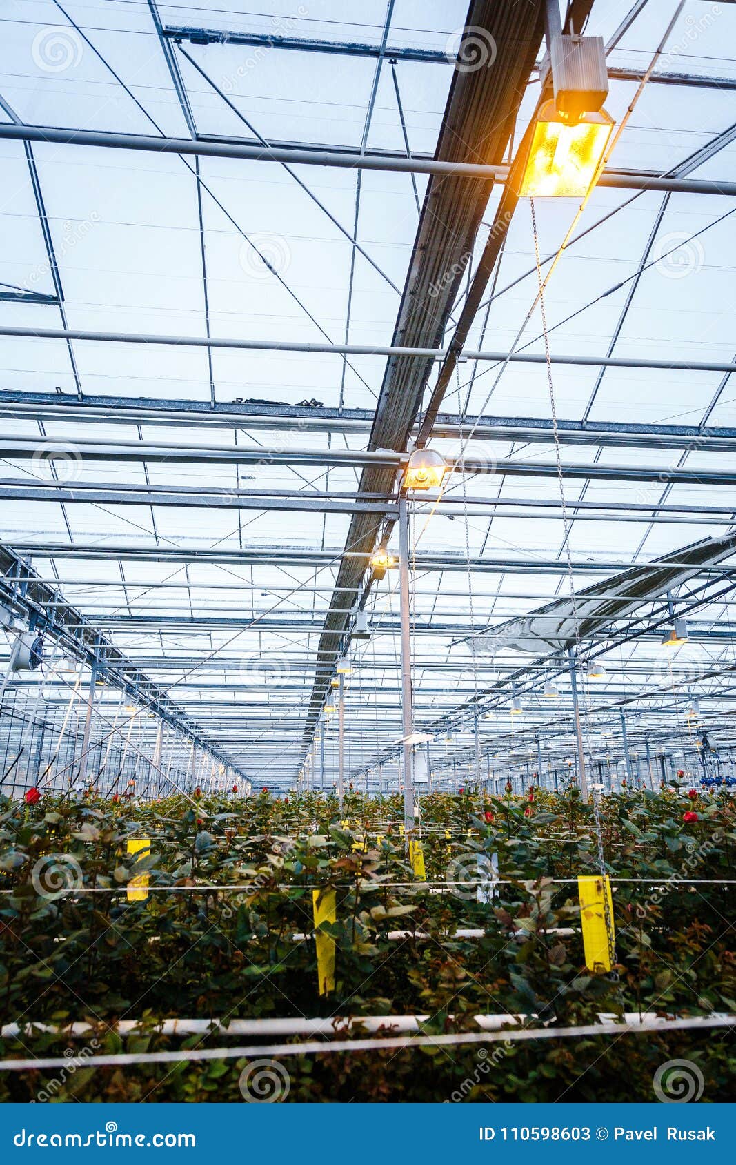 Interior of a Greenhouse for Growing Flowers and Plants Stock Image