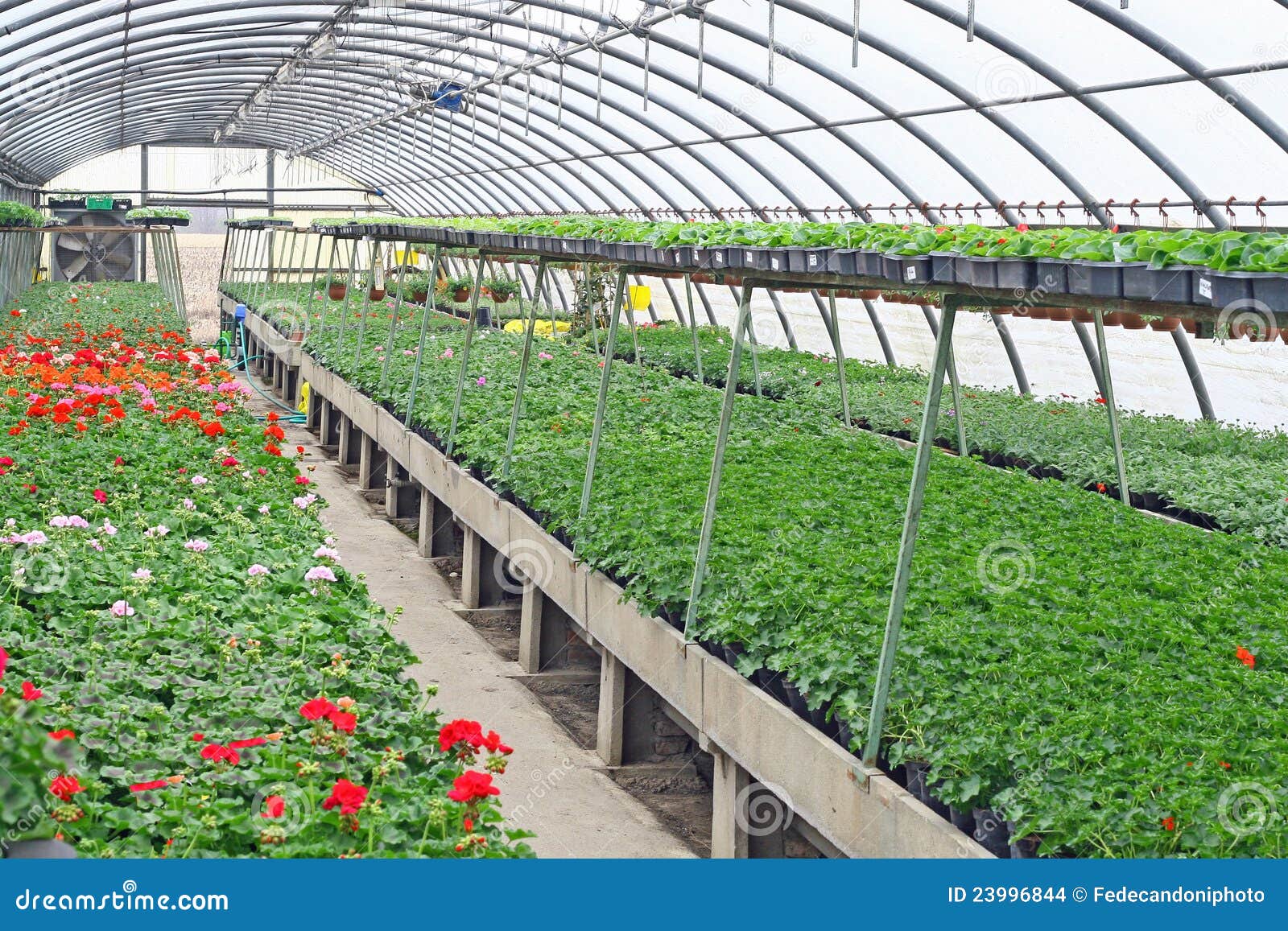 Interior of a Greenhouse for Growing Flowers and Plants Protected Stock