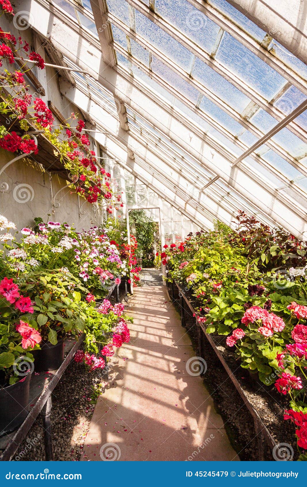 Interior of greenhouse with a variety of flowers. Interior of old greenhouse with a variety of flowers, red geranium