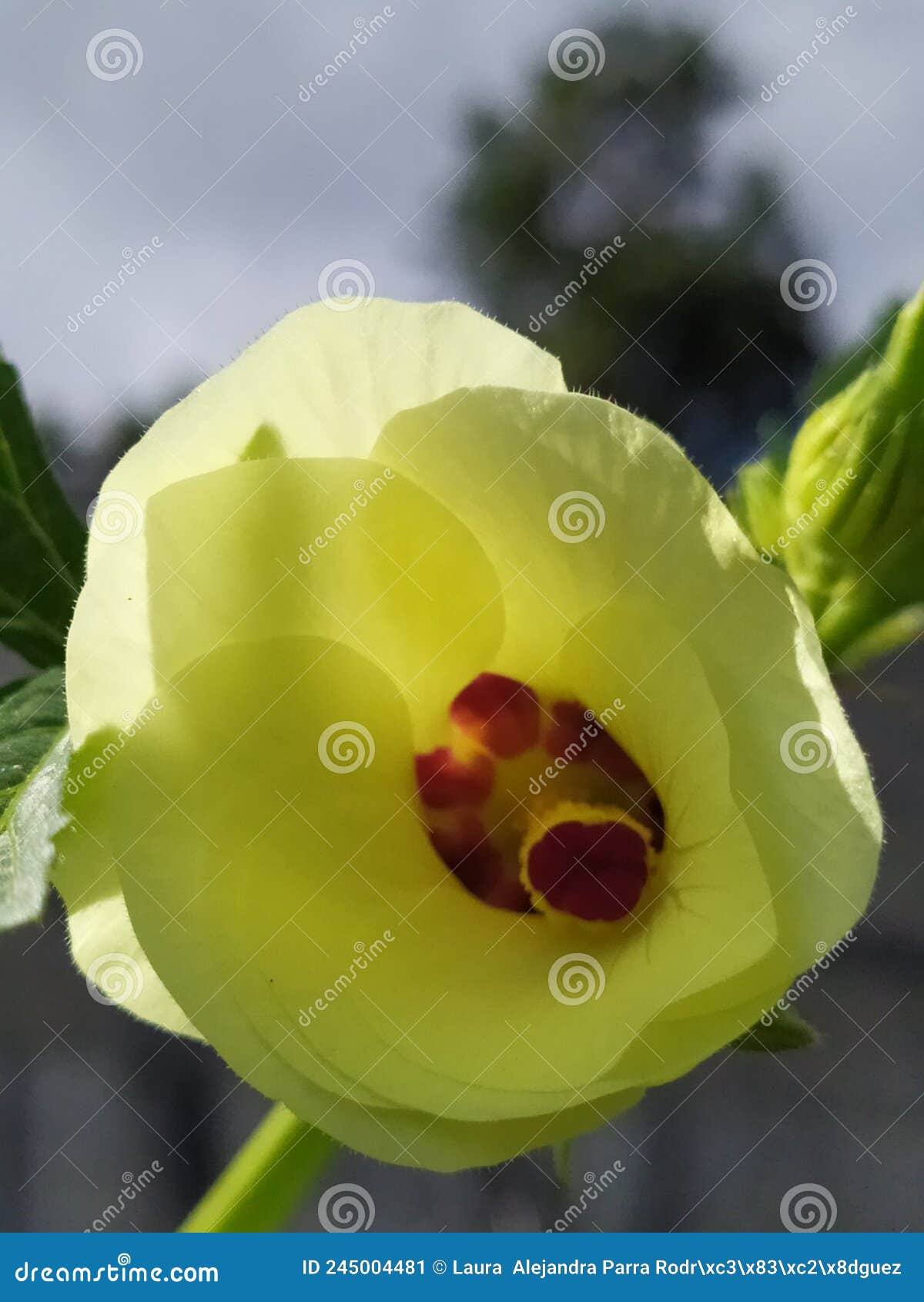 the interior of a okra flower against the sky. interior de una flor de molondrÃÂ³n contra el cielo