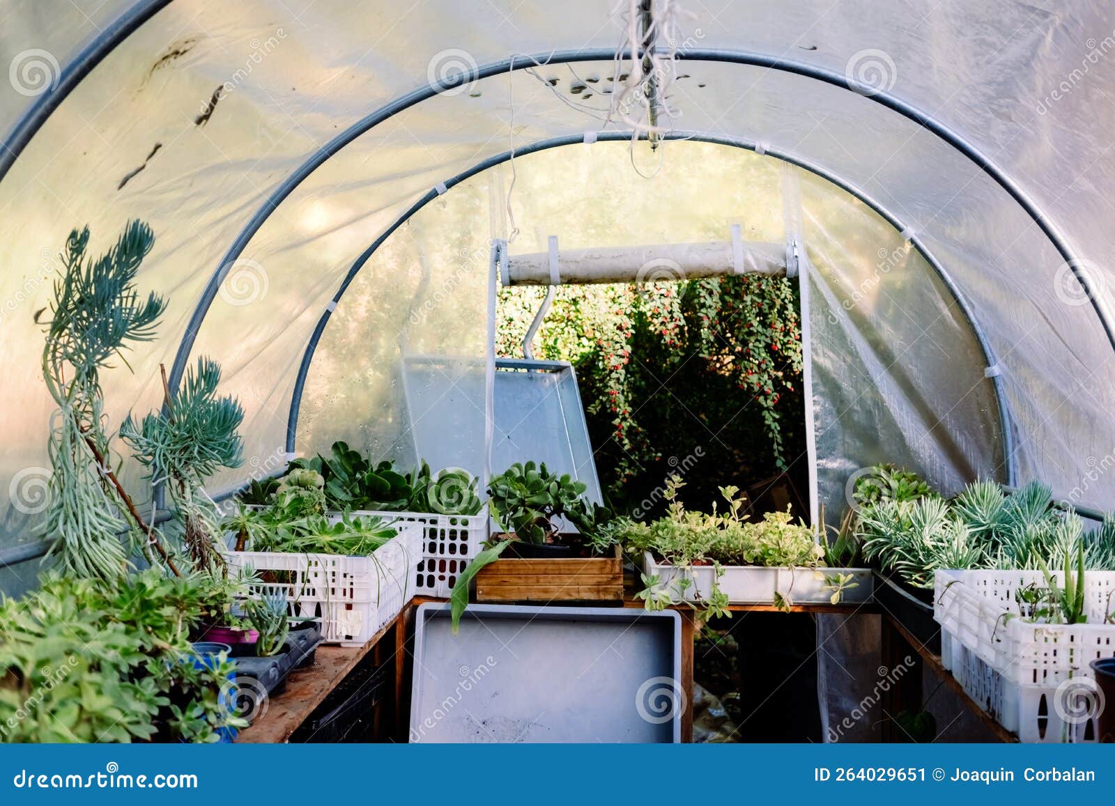 Interior of a Small Plastic Greenhouse, with Aromatic Plants Stock