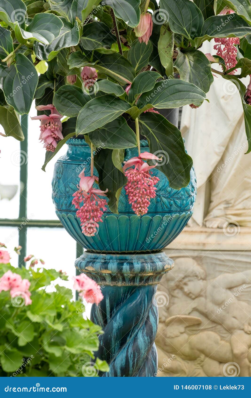 Pink Medinilla Magnifica in oriental vase in The Embarcadere at the The Royal Greenhouses at Laeken, Brussels, Belgium.