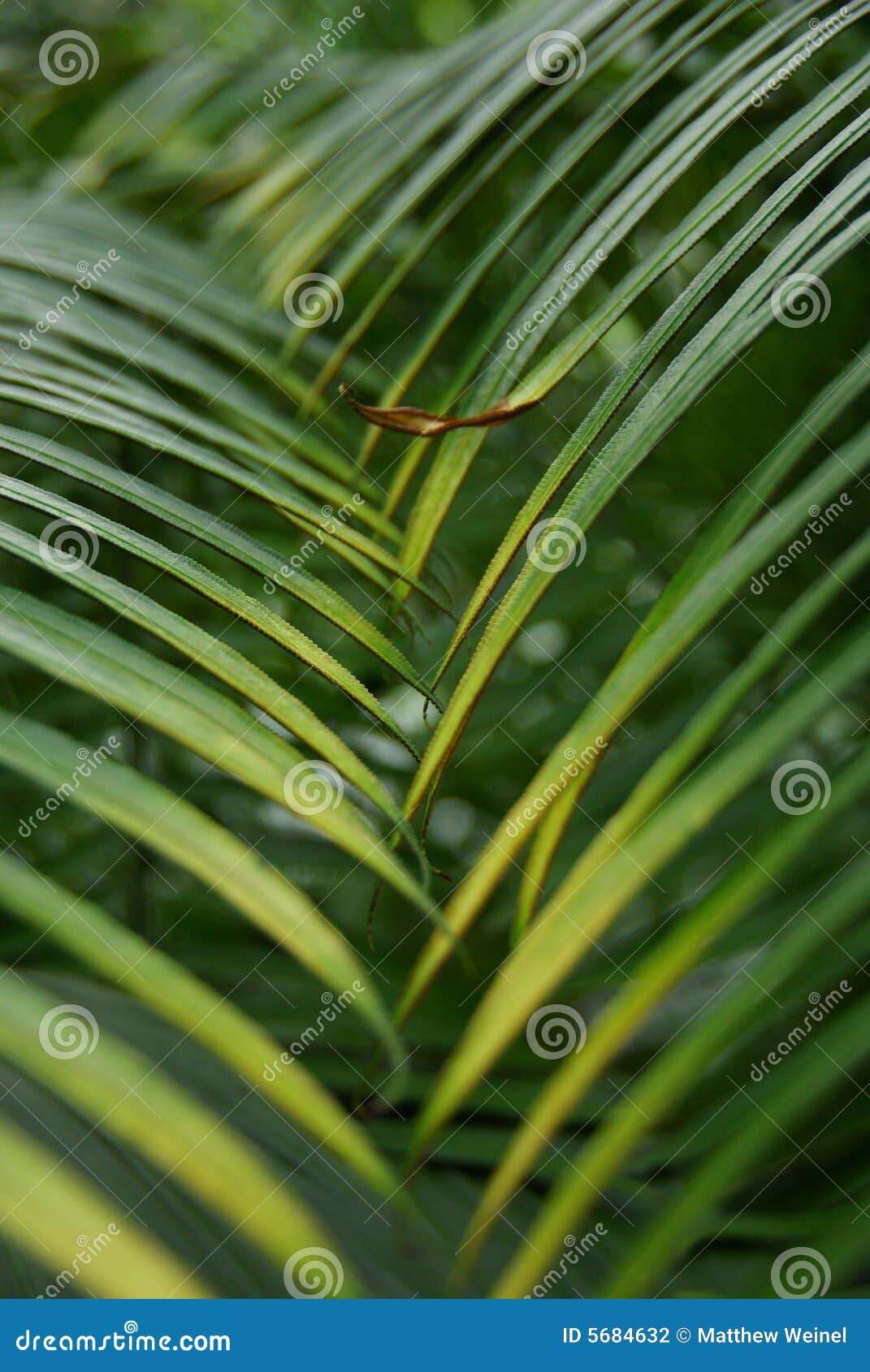 interleaved palm leaves