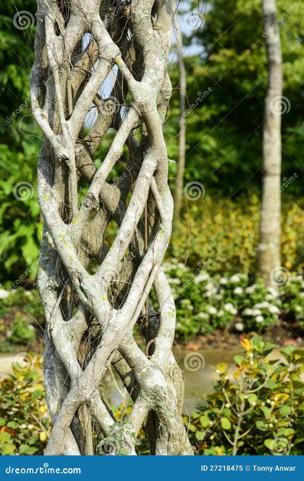 Interlock stock image. Image of shape, branch, decorate 27218475