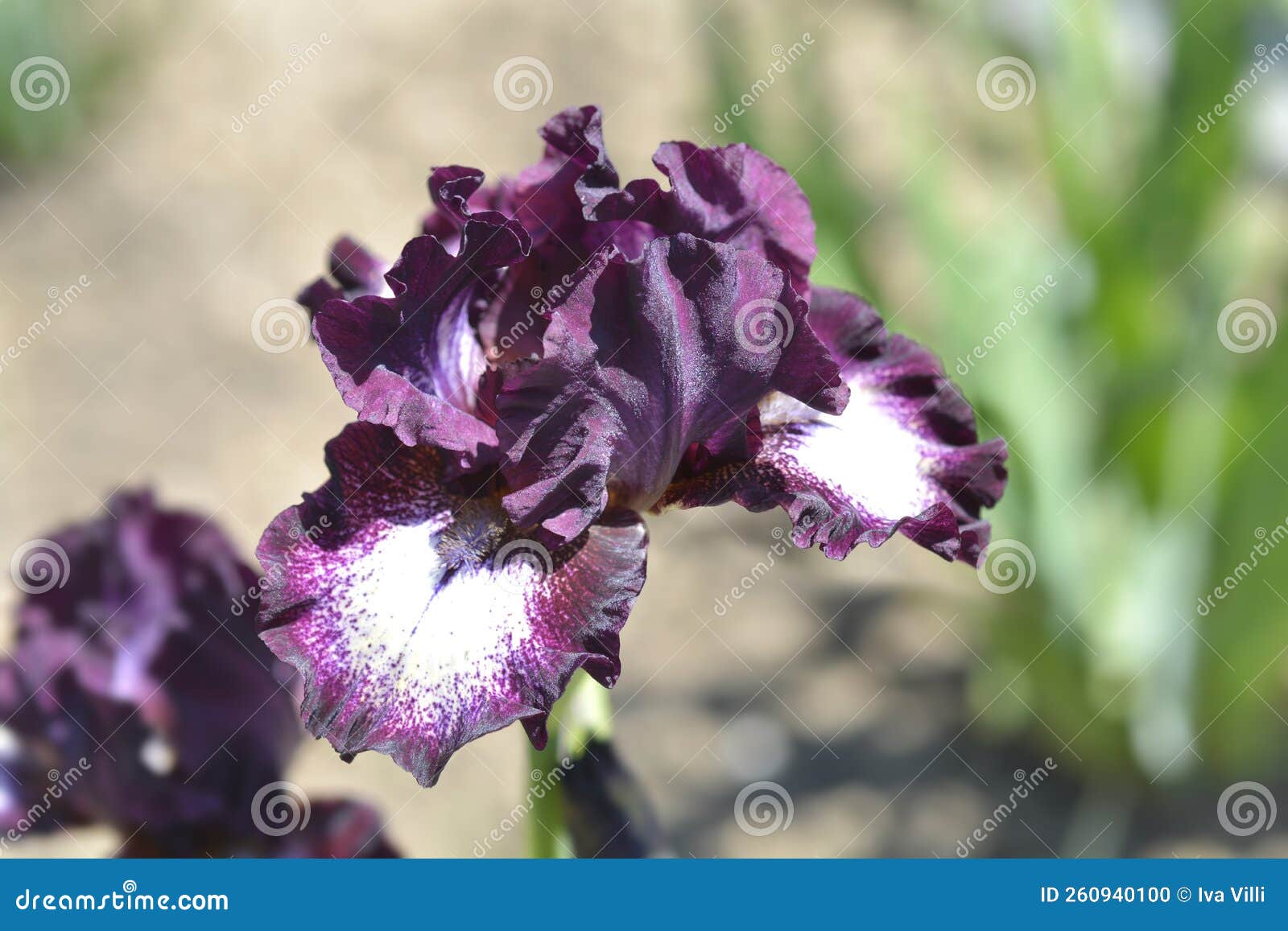 Intermediate Bearded Iris Spectator Stock Photo Image of botany