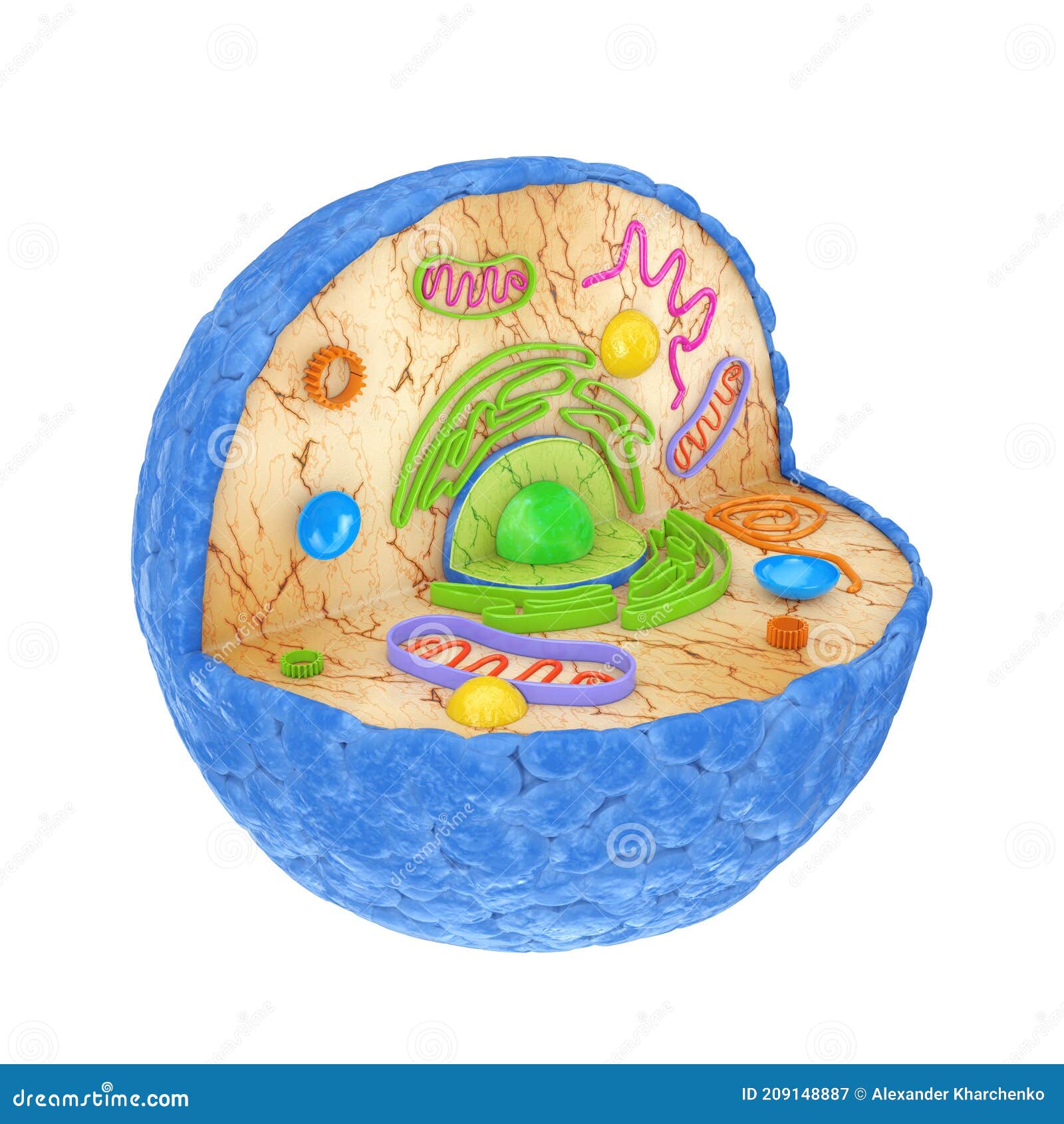 Internal Diagram Structure of Human Cell. 3d Rendering Stock ... Biology Diagrams