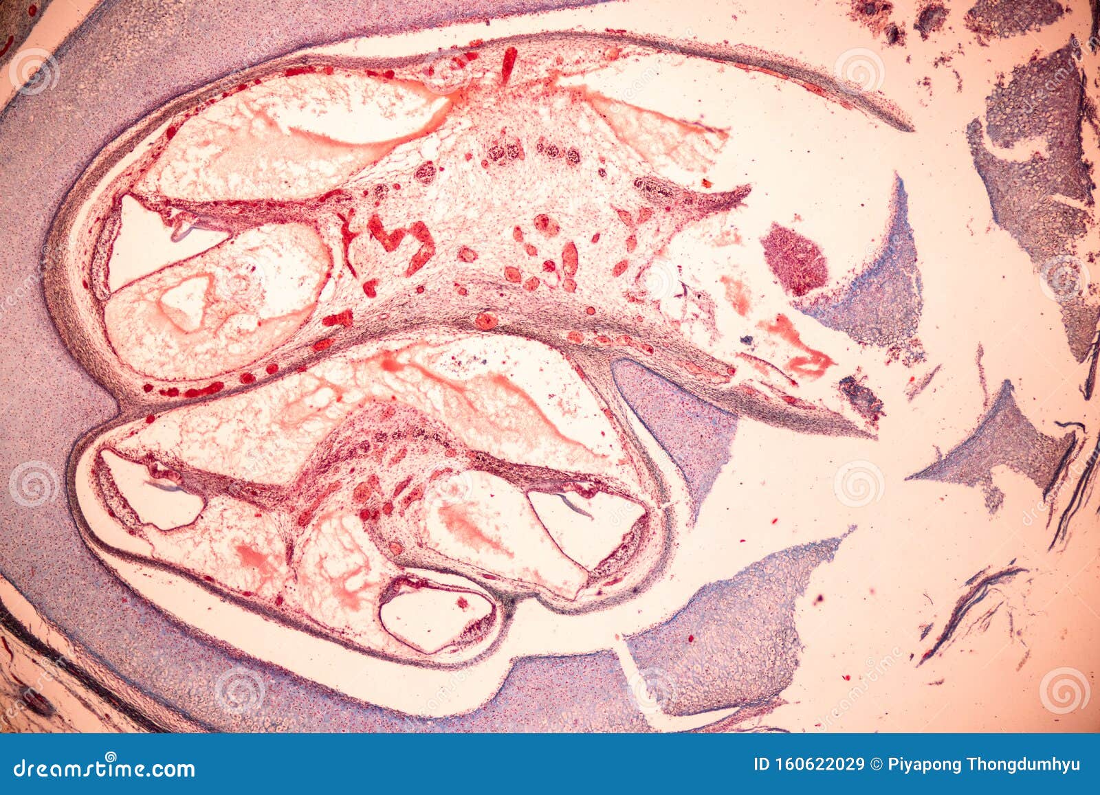 Internal Ear, Foetal Under the Microscope in Lab. Stock Image Image