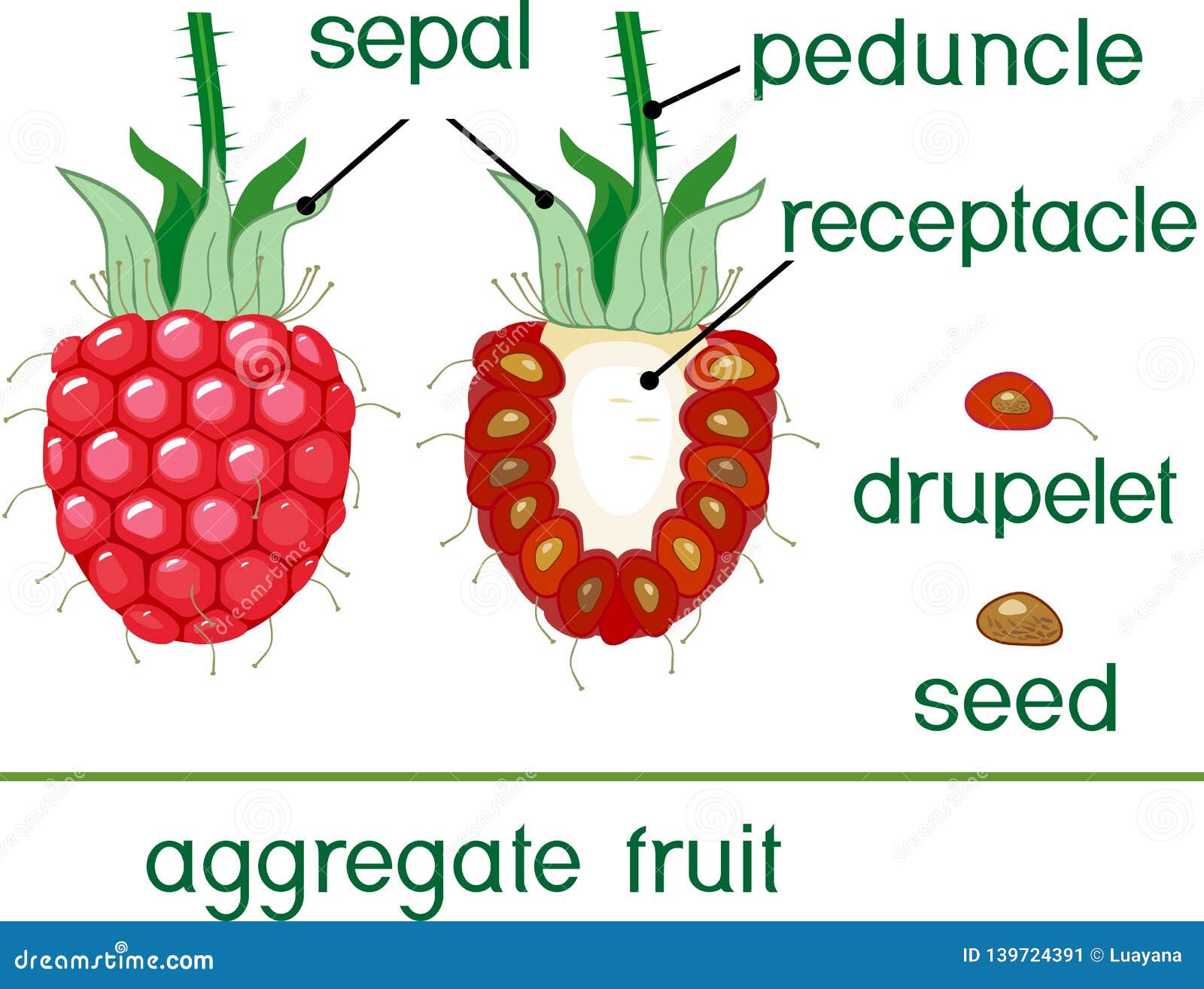 Internal And External Structure Of Raspberry Aggregate Fruit Vector