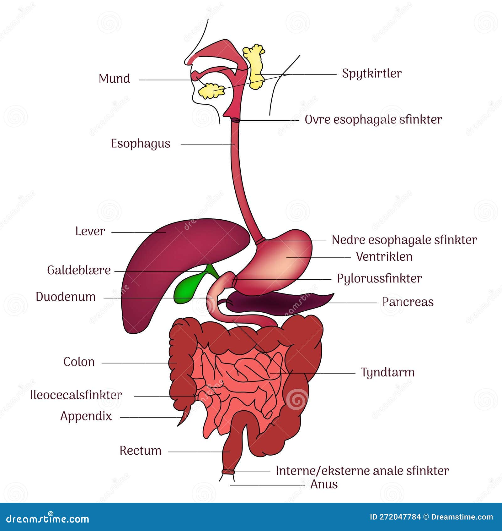 Internal Human Digestive System Anatomy Illustration Line Art With Biology Diagrams