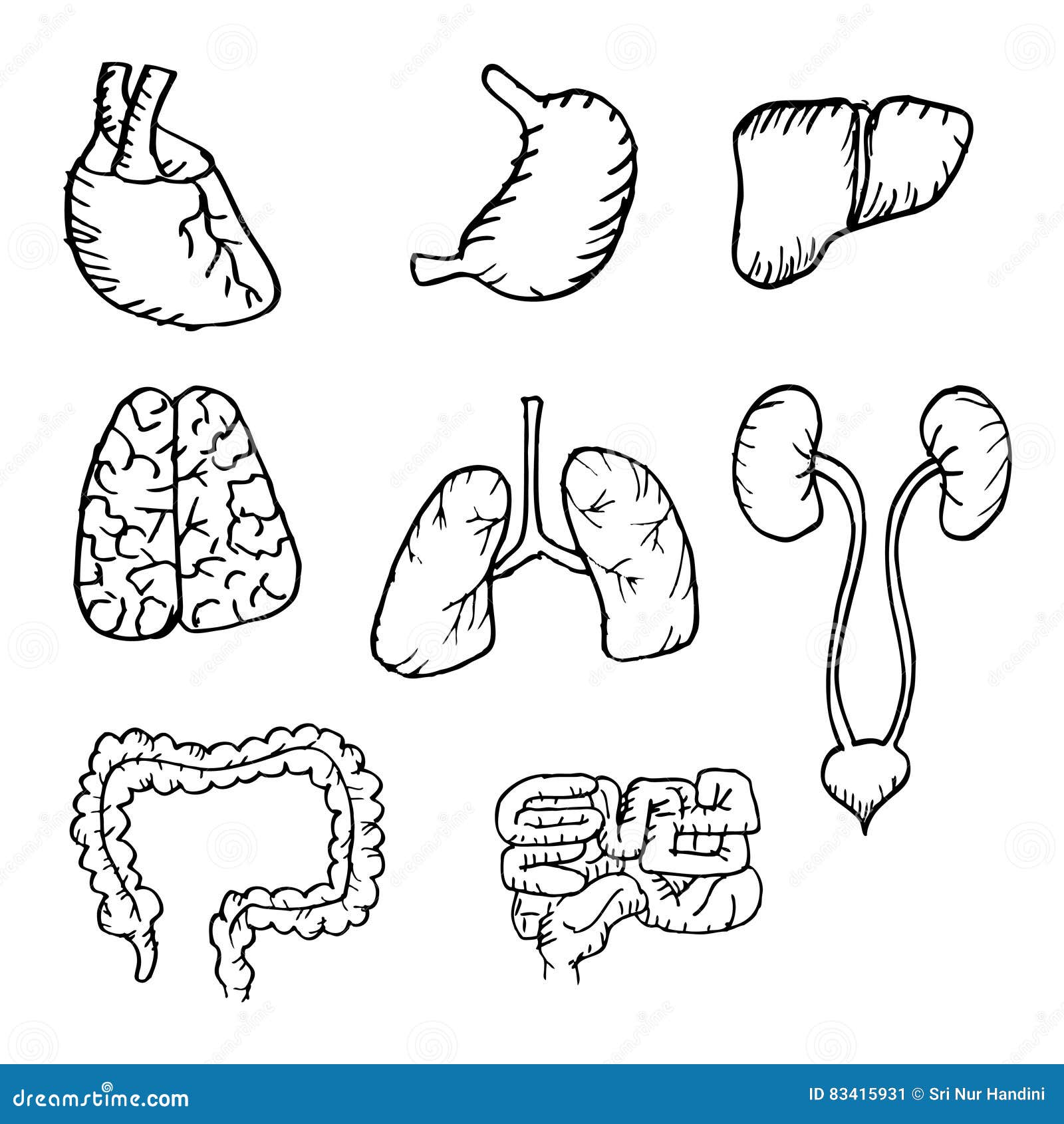 Diagram Of Internal Body Organs Human Organs Coloring Pages For Kids