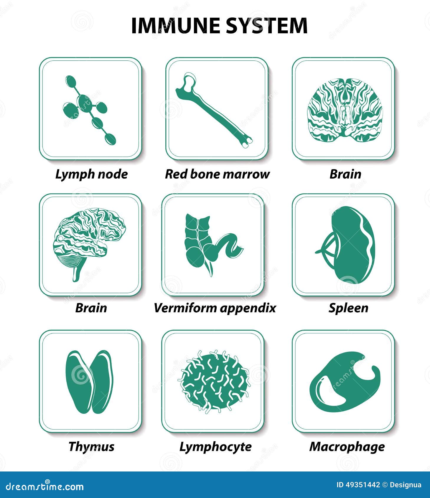 Internal Human Organs. Immune System Stock Vector Internal Human Organs. Immune System Stock Vector
