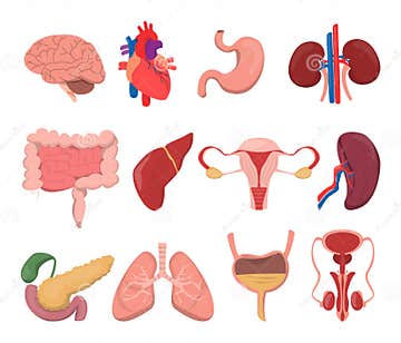 Internal Human Organs Vector Isolated. Medical Images Stock ...