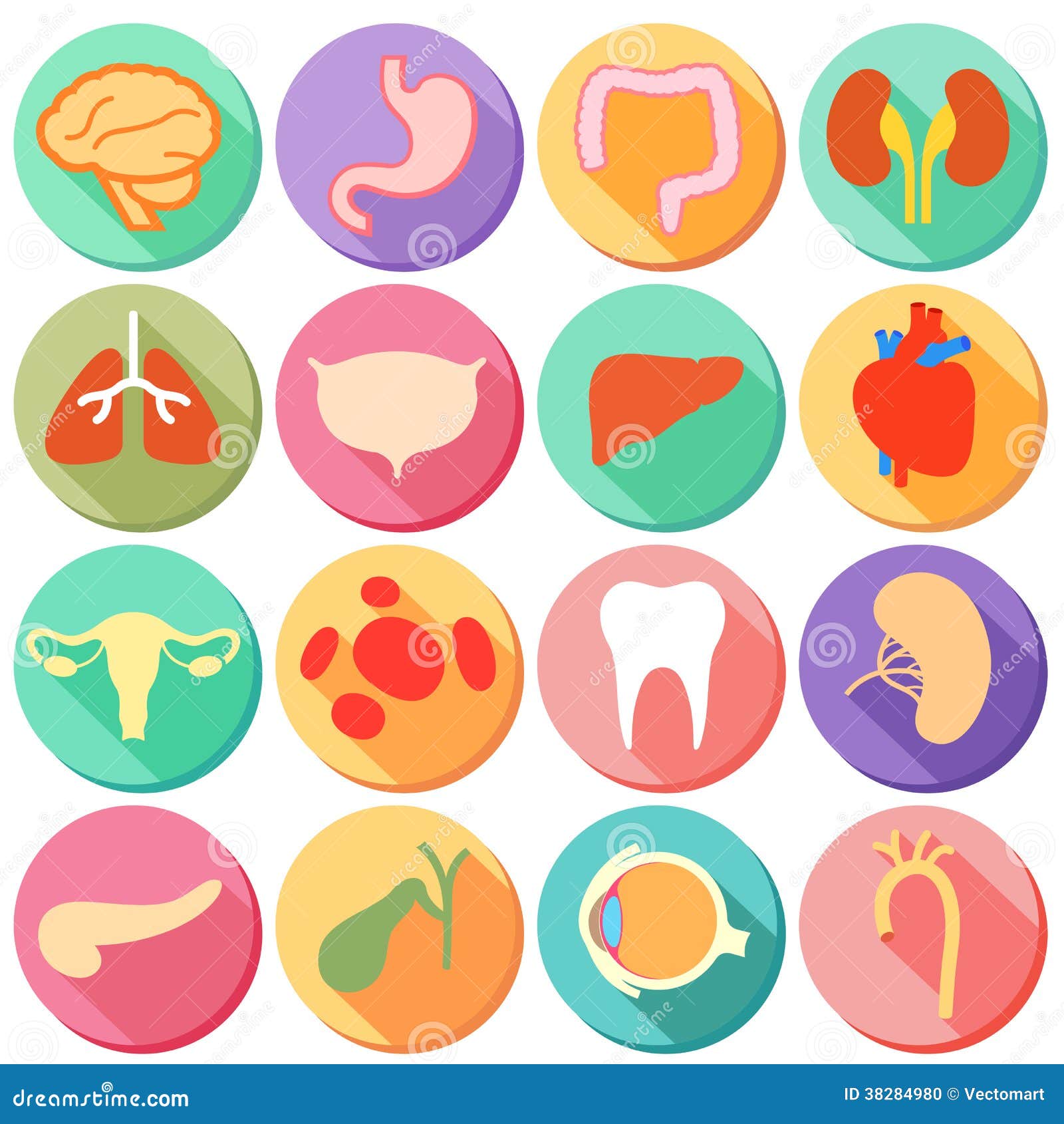 free clipart human body systems - photo #40
