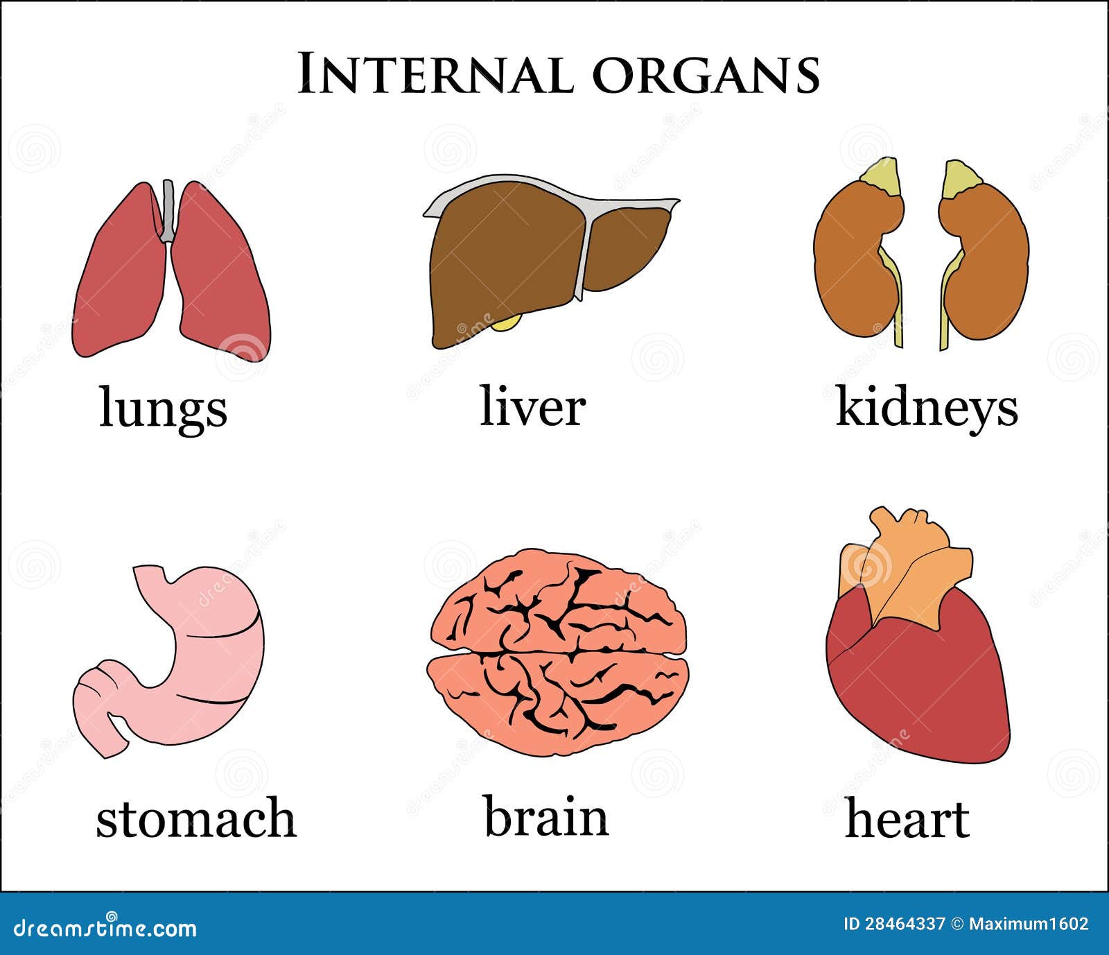 clipart human body organs - photo #32