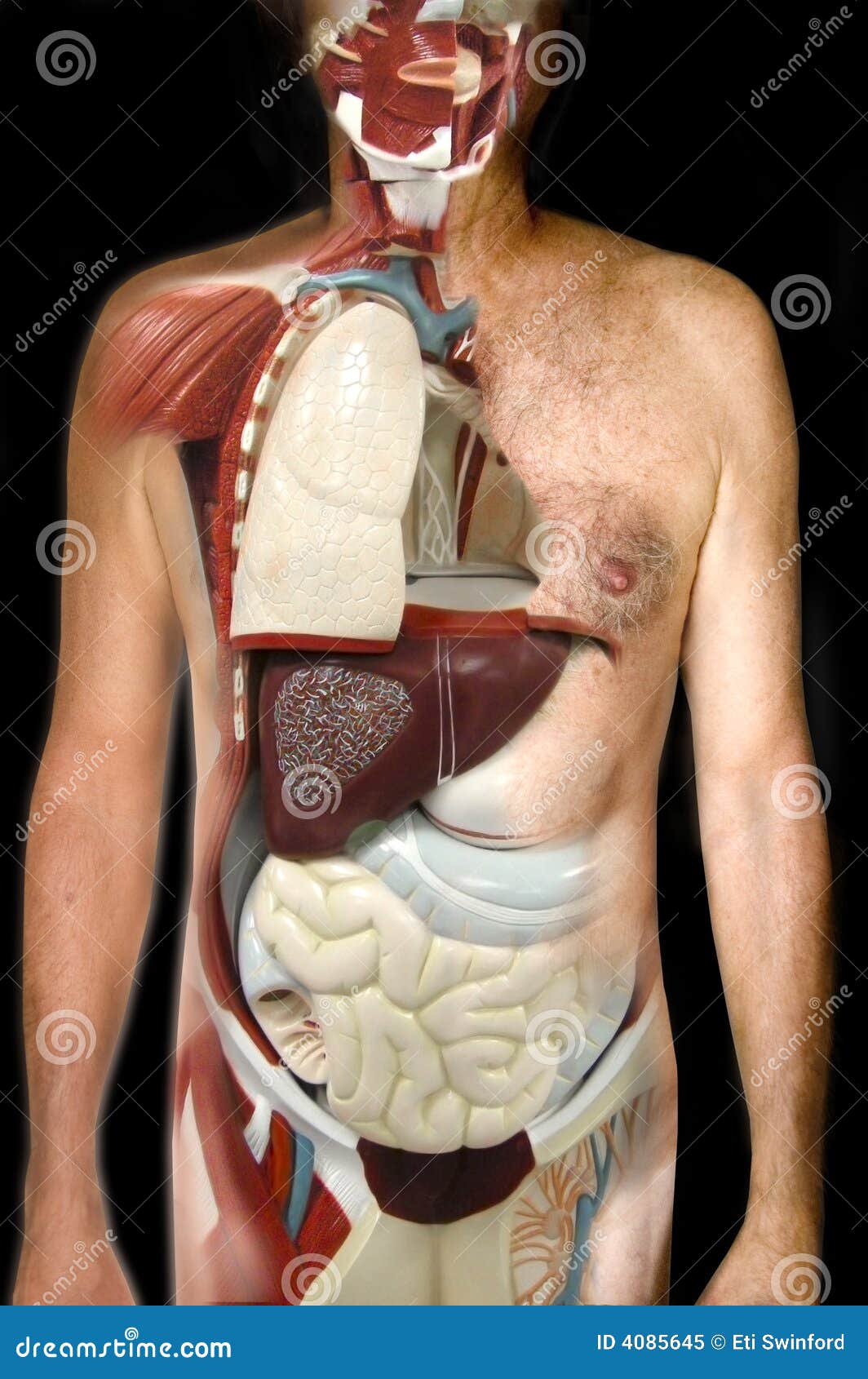 Internal Organs Royalty Free Stock Photo - Image: 4085645