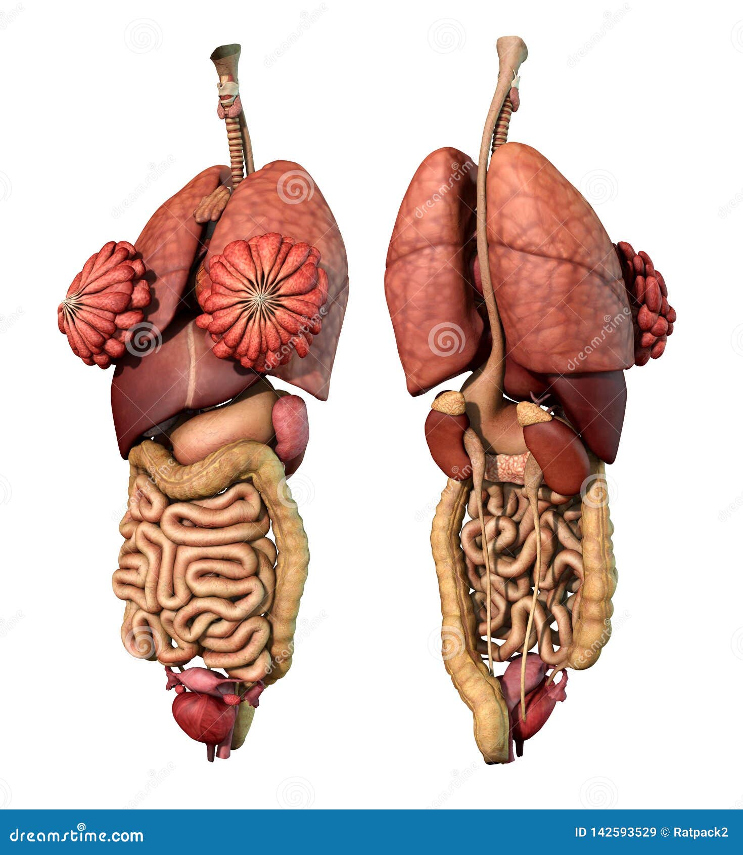 Internal Organs Adult Female Front and Back View Stock Illustration