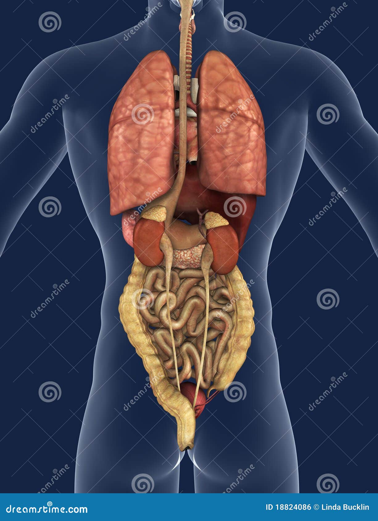 Internal Organs Back View Stock Illustration Illustration Of Posterior 18824086