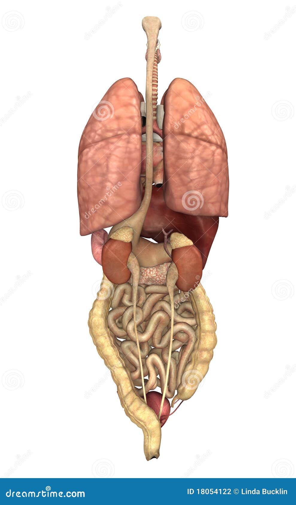 Internal Organs From Behind Stock Photography - Image: 18054122