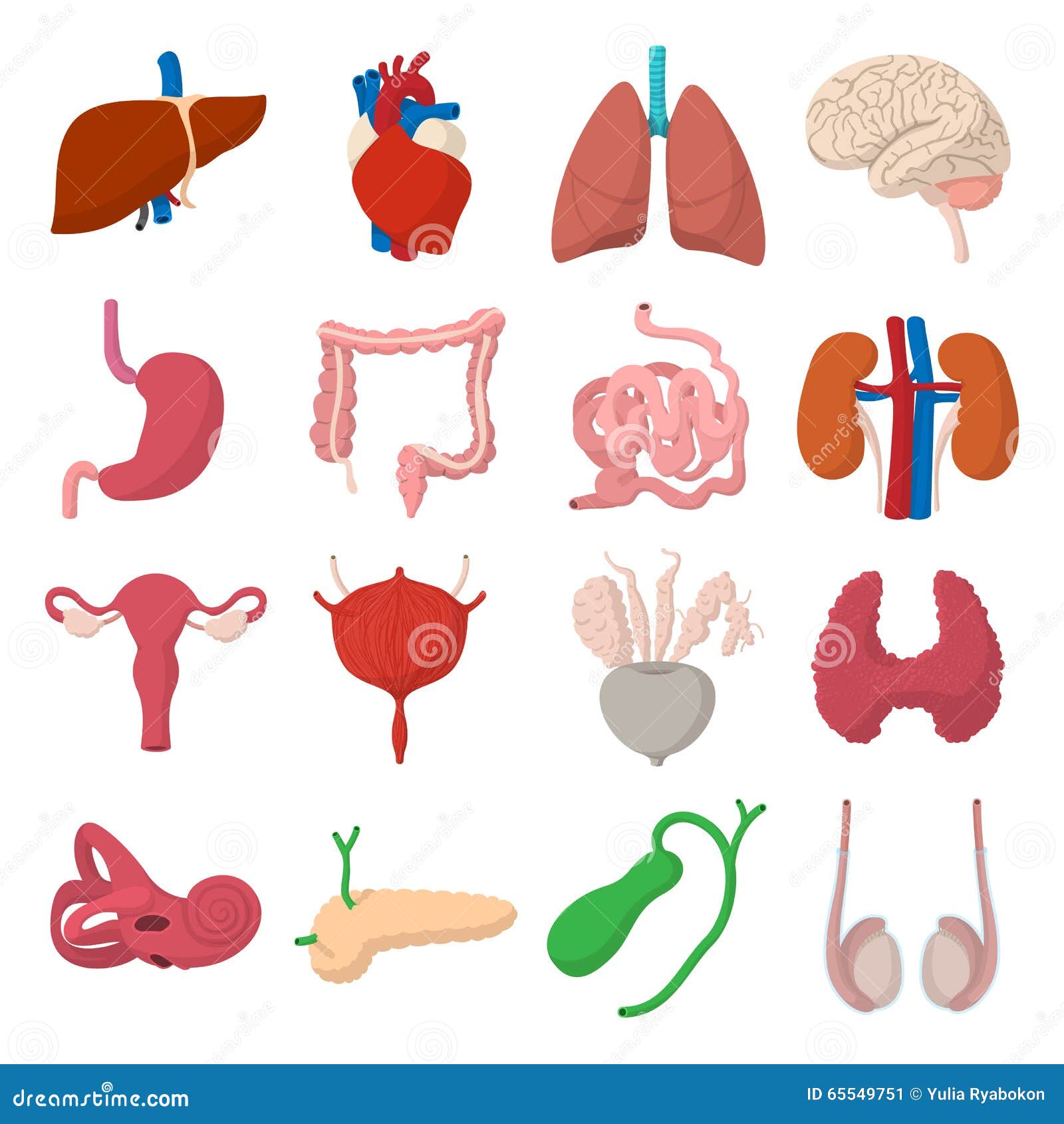 clipart human body organs - photo #25