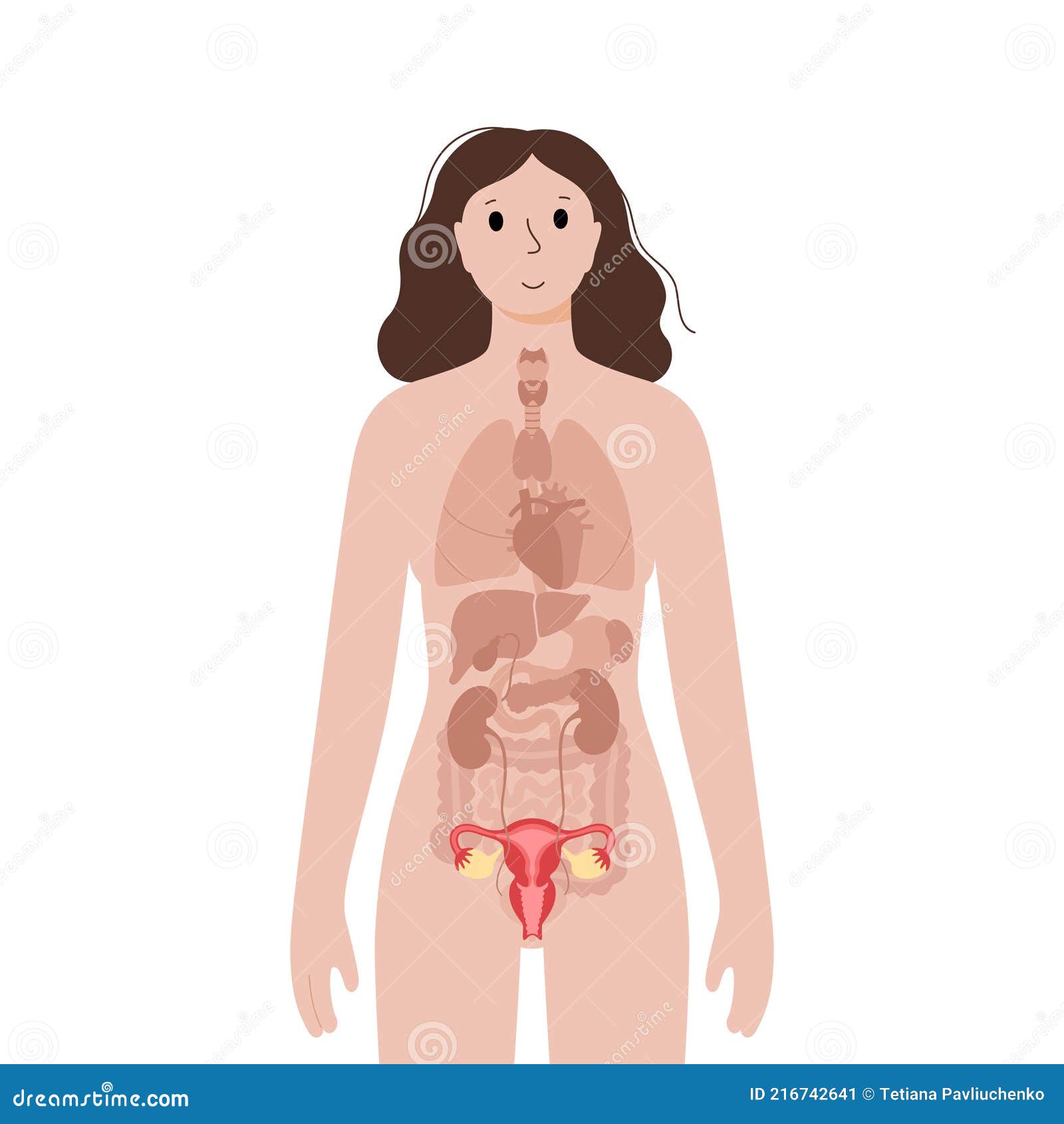 Internal organs, female body - schematic human anatomy illustration -  isolated vector on white background. Stock Vector