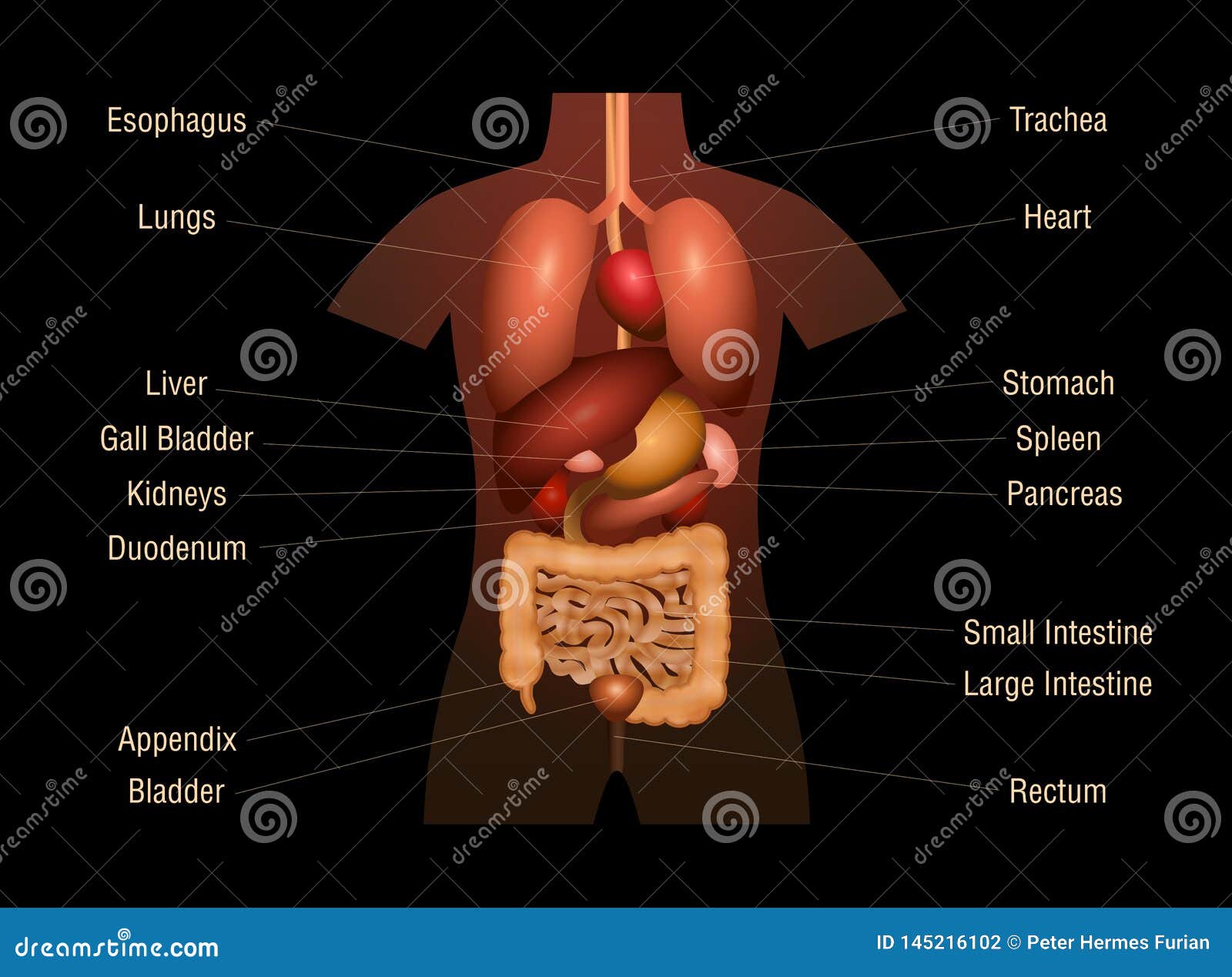 Internal Organs Of The Human Body Anatomical Chart