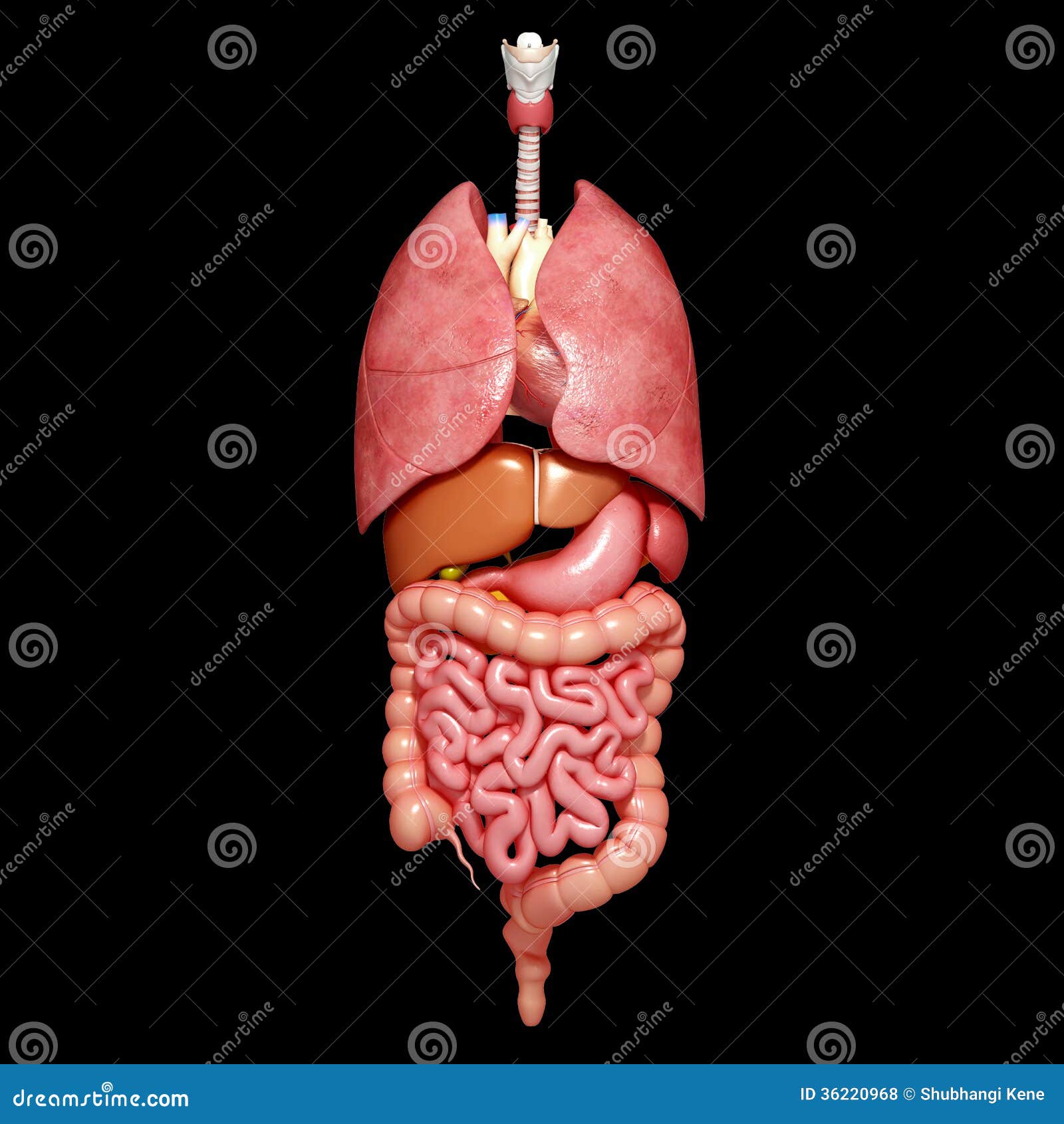 Internal Organs Of Human Body Stock Illustration - Image: 36220968