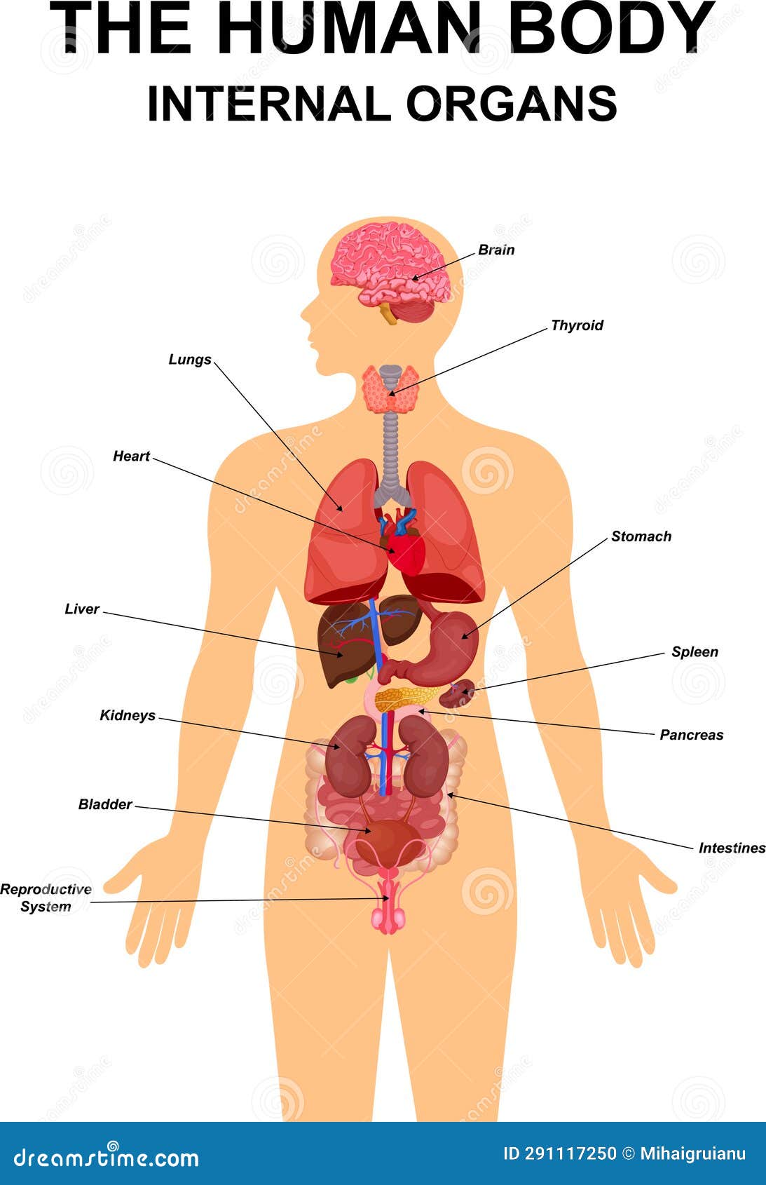 Human body with internal organs. Human body health care infographics. Stock  Vector