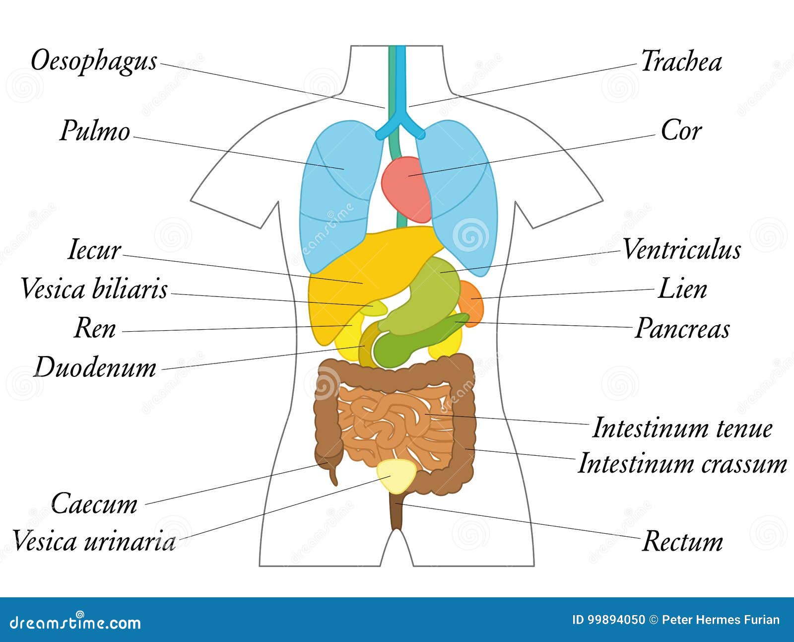 Anatomy Chart Of Internal Organs