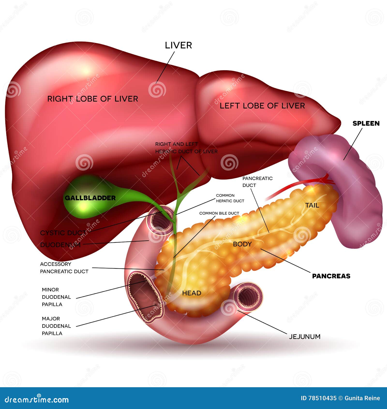 internal organs, liver, pancreas, spleen