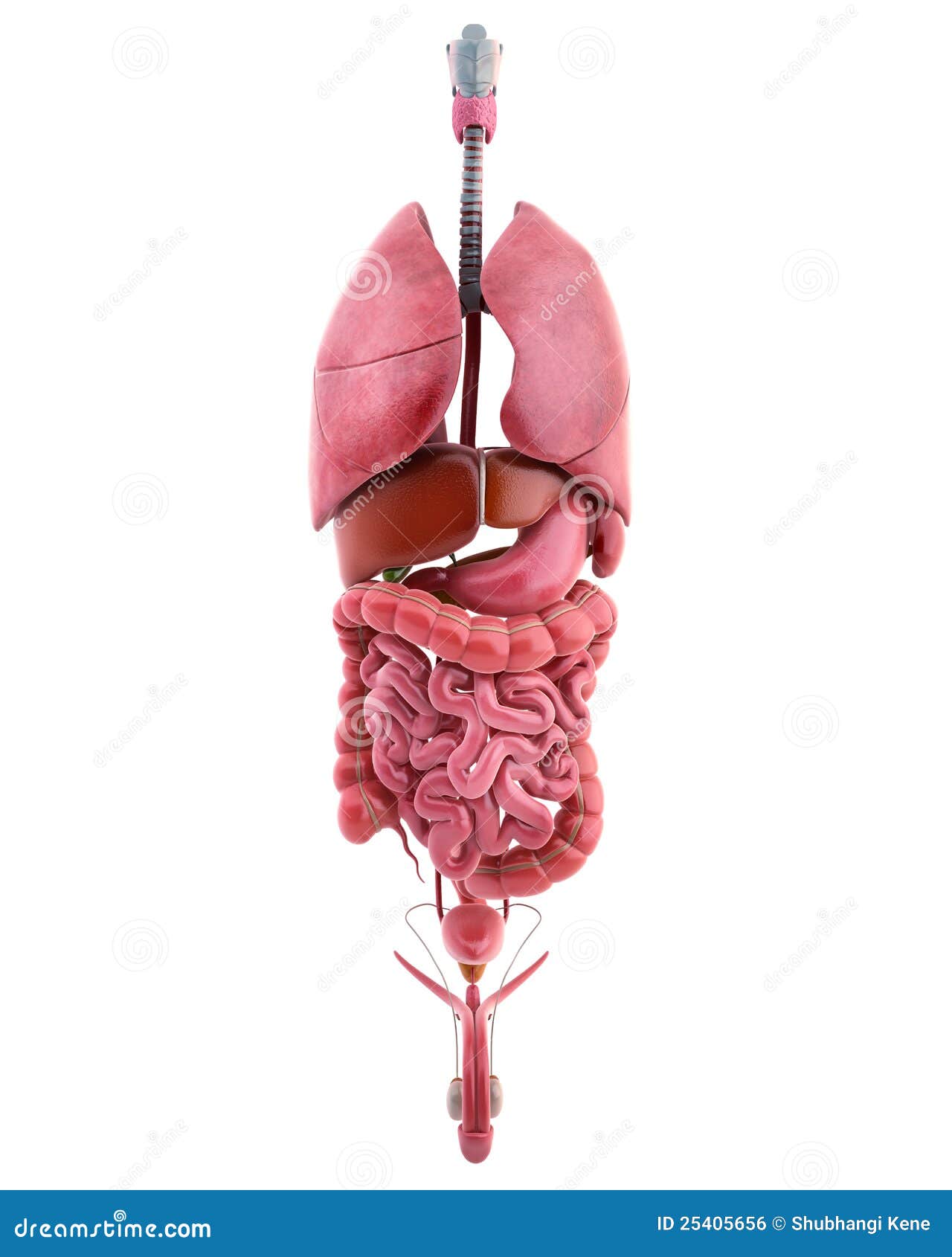 Internal Organs Of Male Body Stock Illustration Illustration Of System Organ 25405656