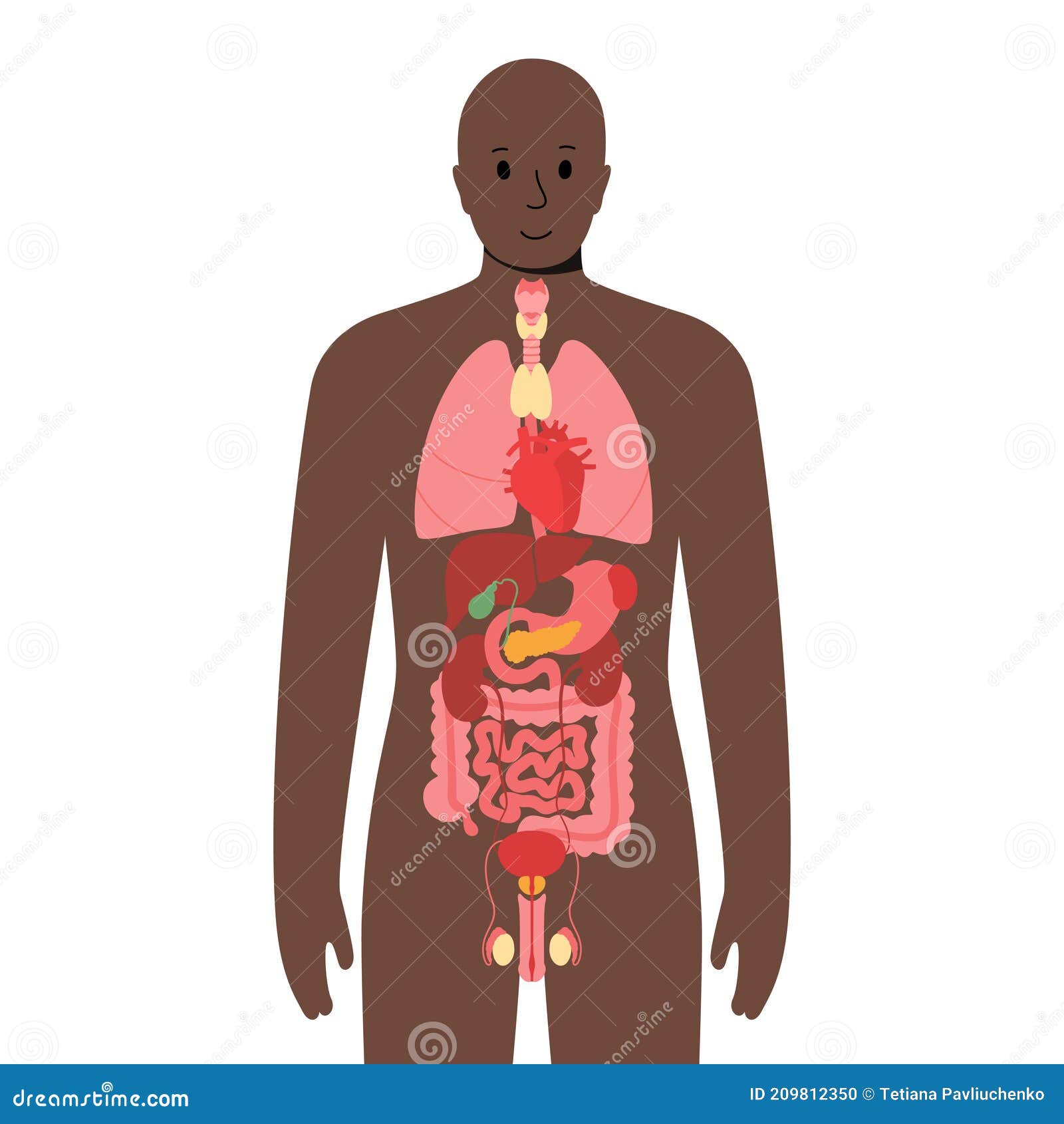 Internal Organs In Male Body Stock Vector Illustration Of Heart