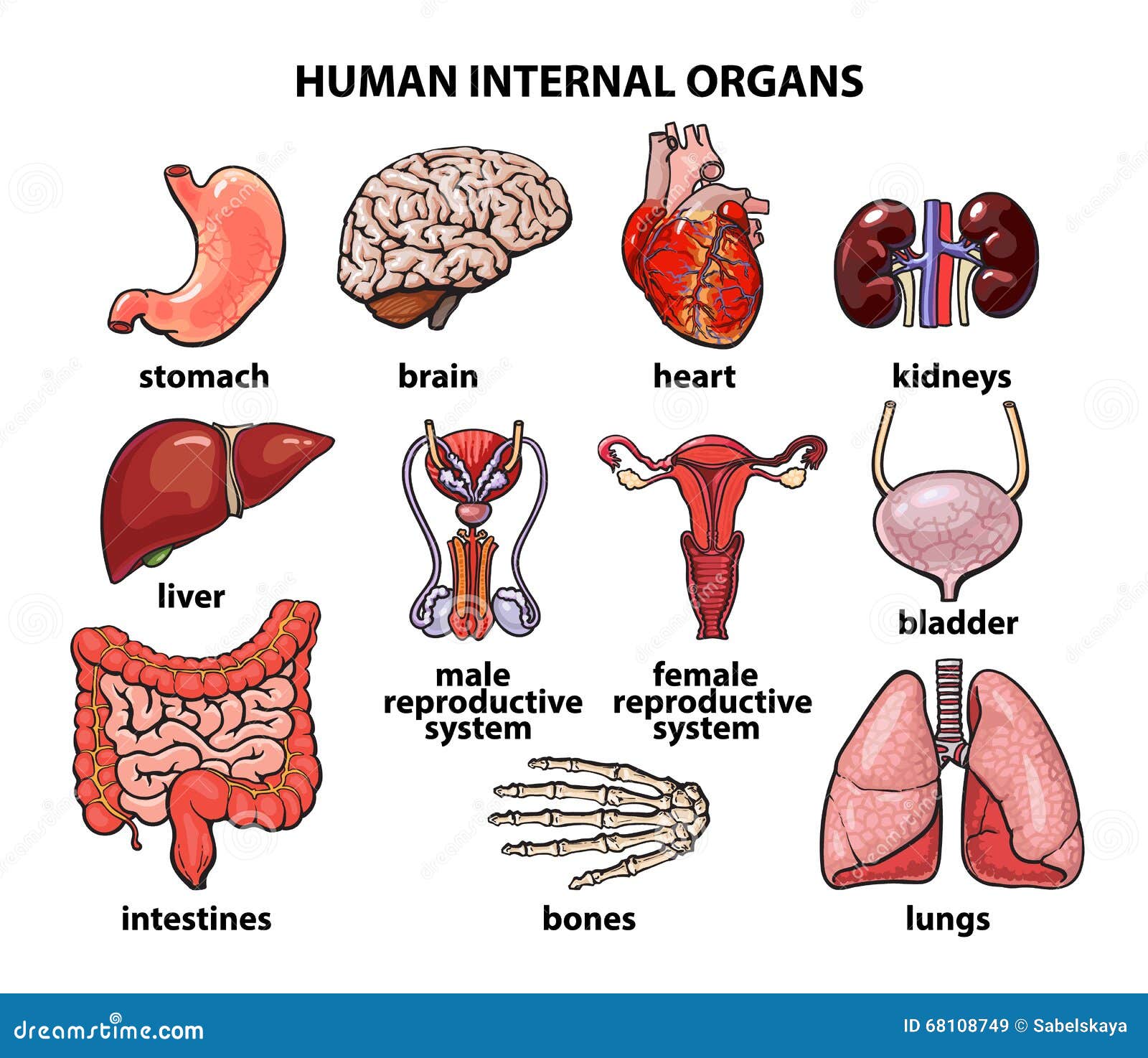 The Internal Organs of Man, Set Stock Vector - Illustration of ovaries